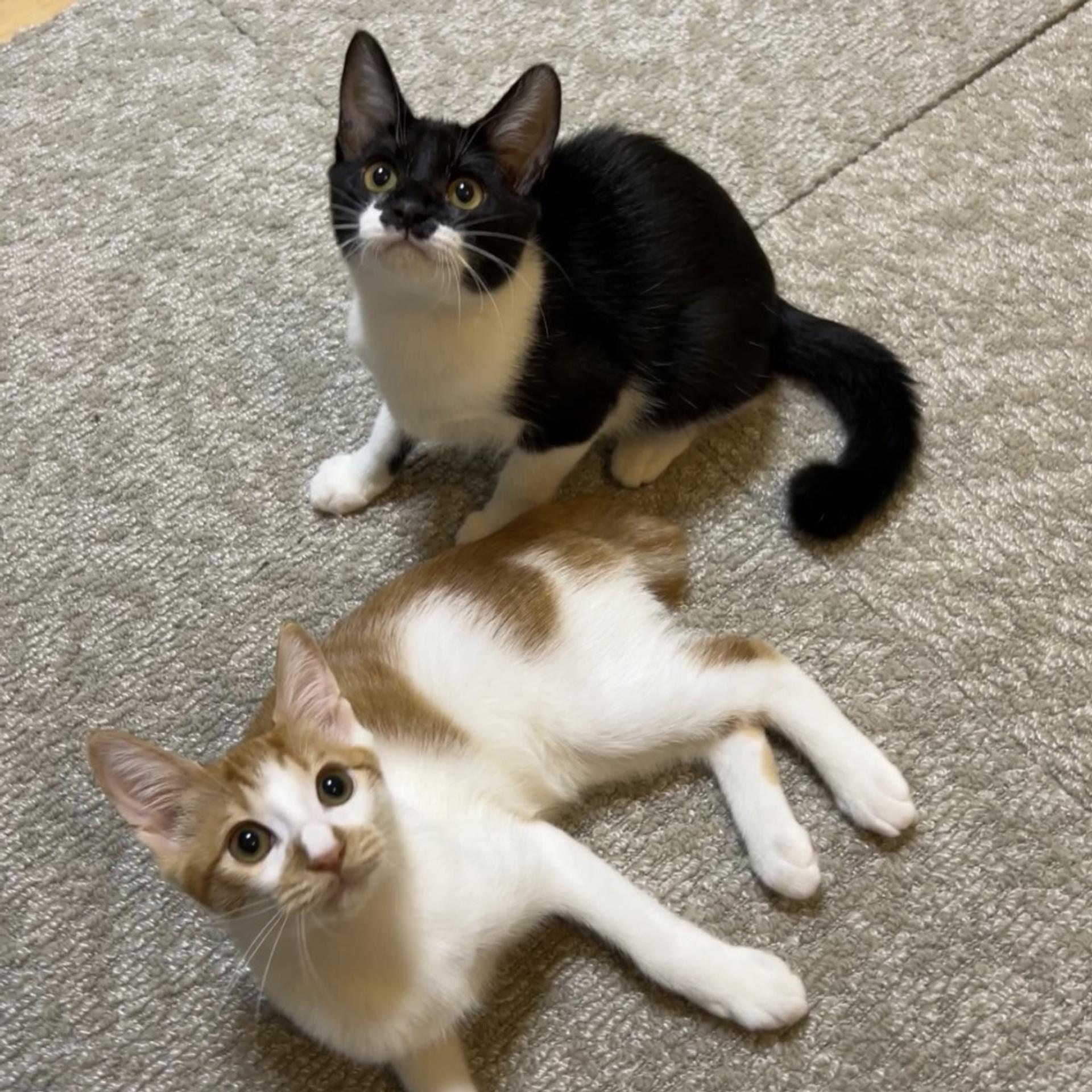 pet-image-3