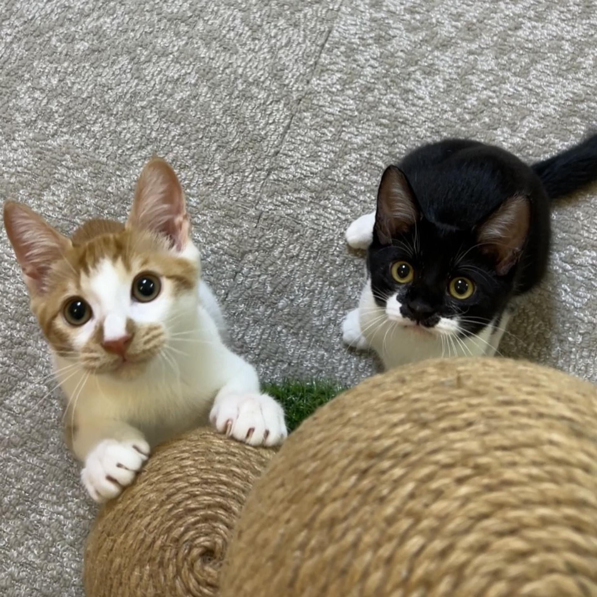 pet-image-2