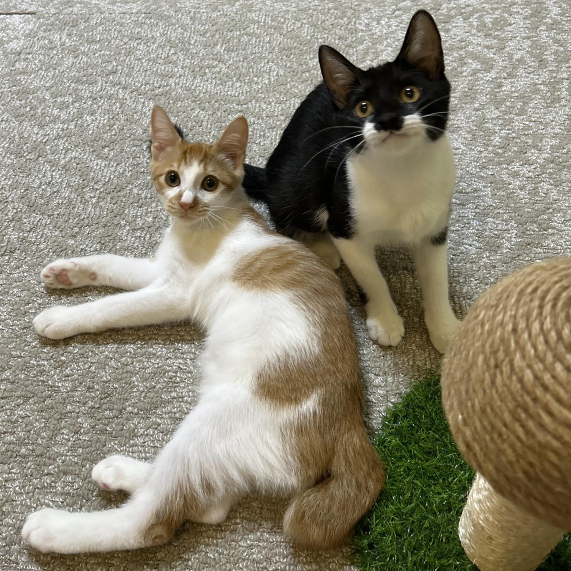 pet-image-9