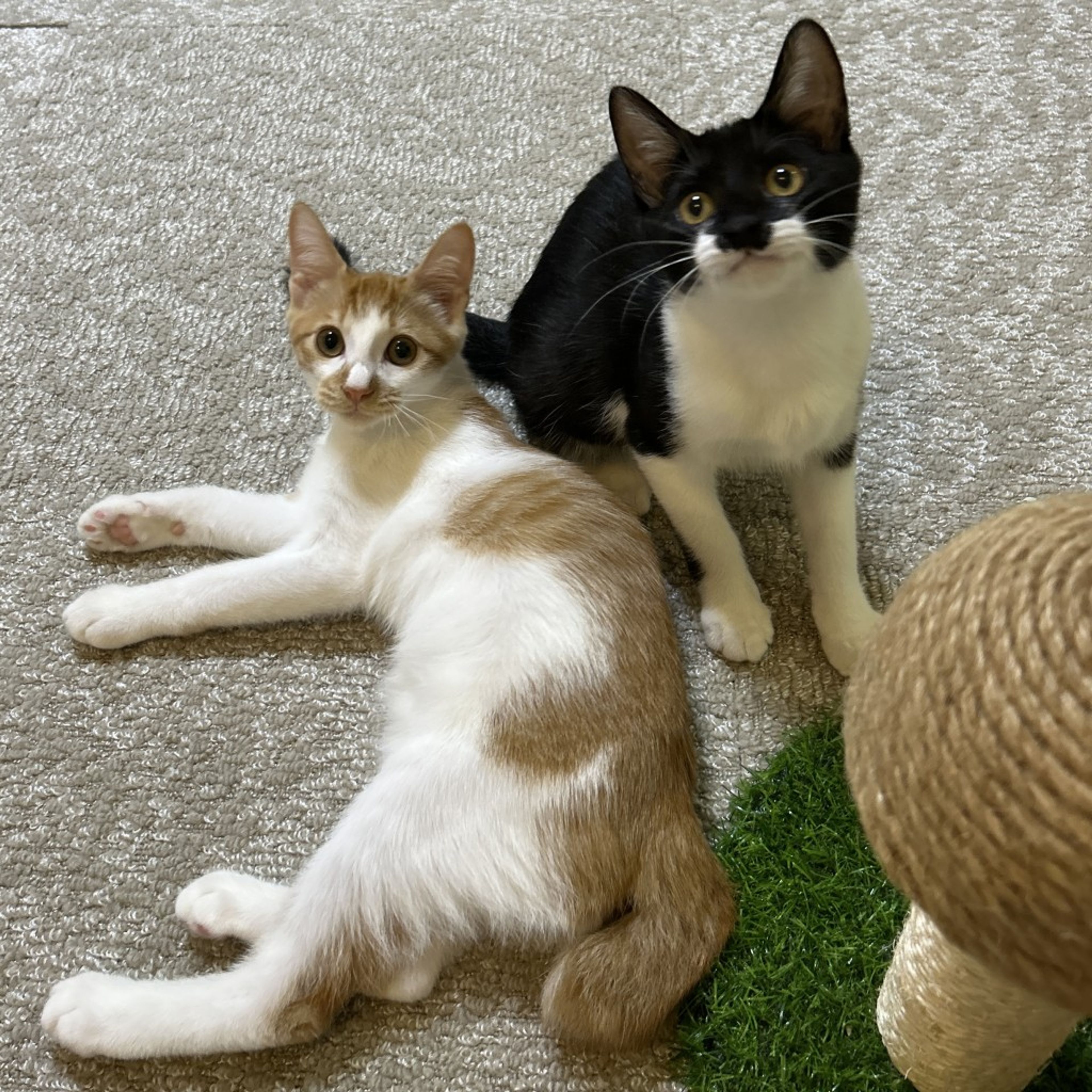 pet-image-9