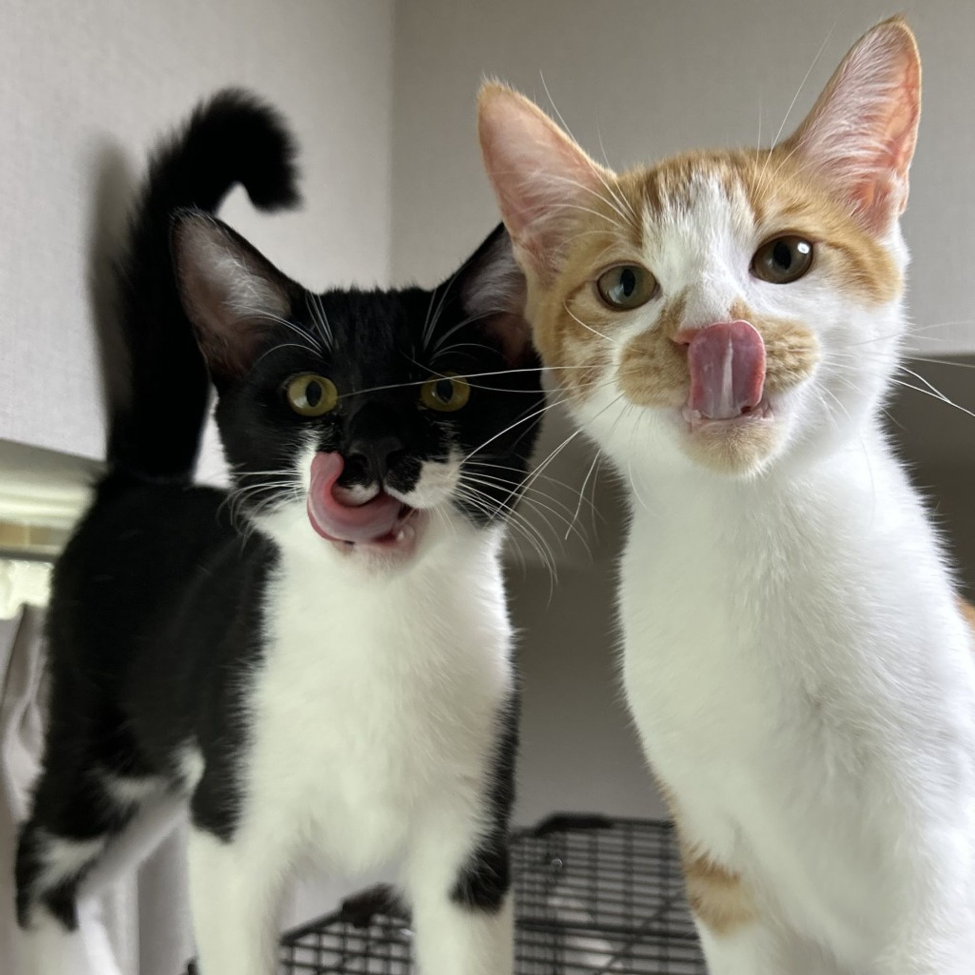 雑種（ミックス猫）・オスの里親募集の写真