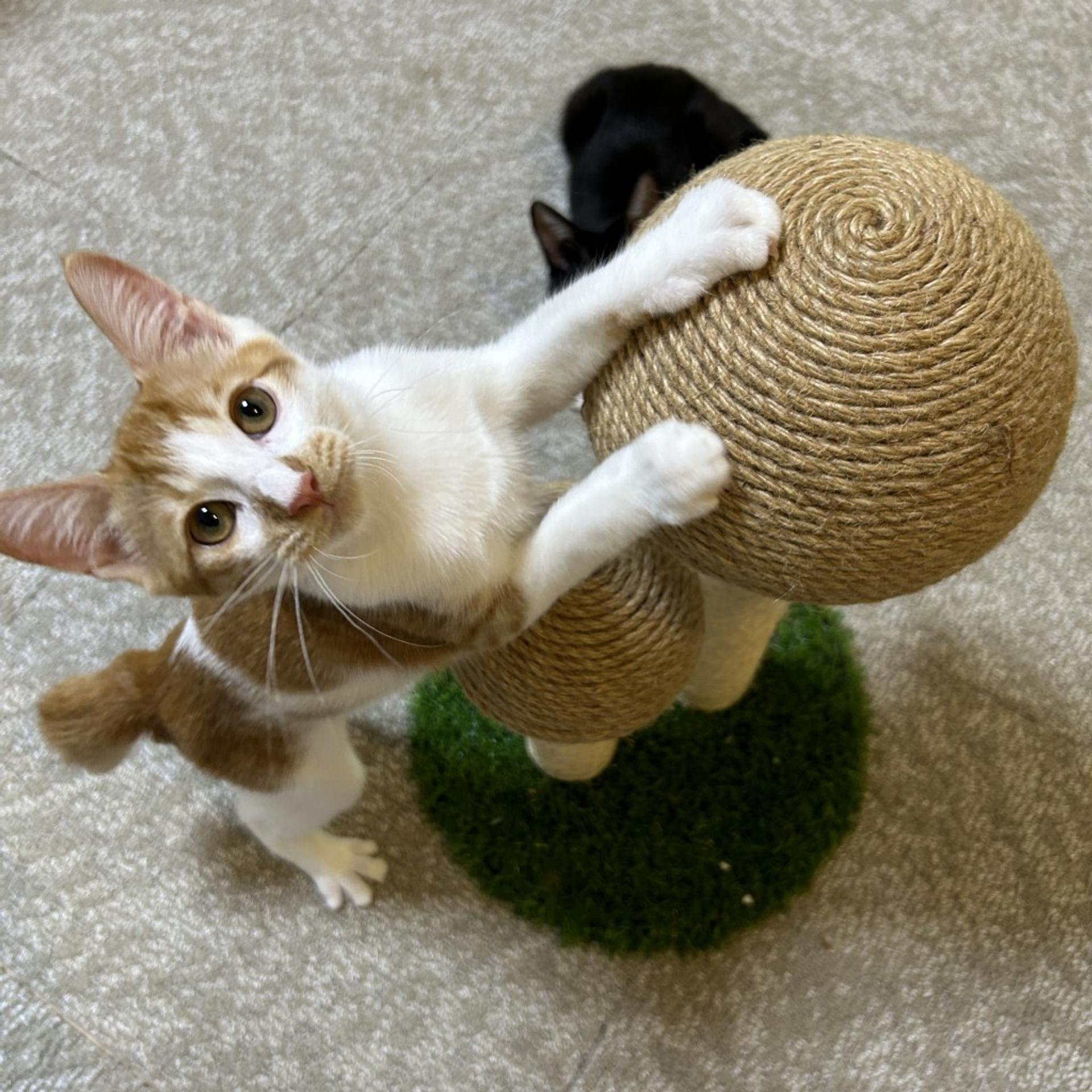 pet-image-8