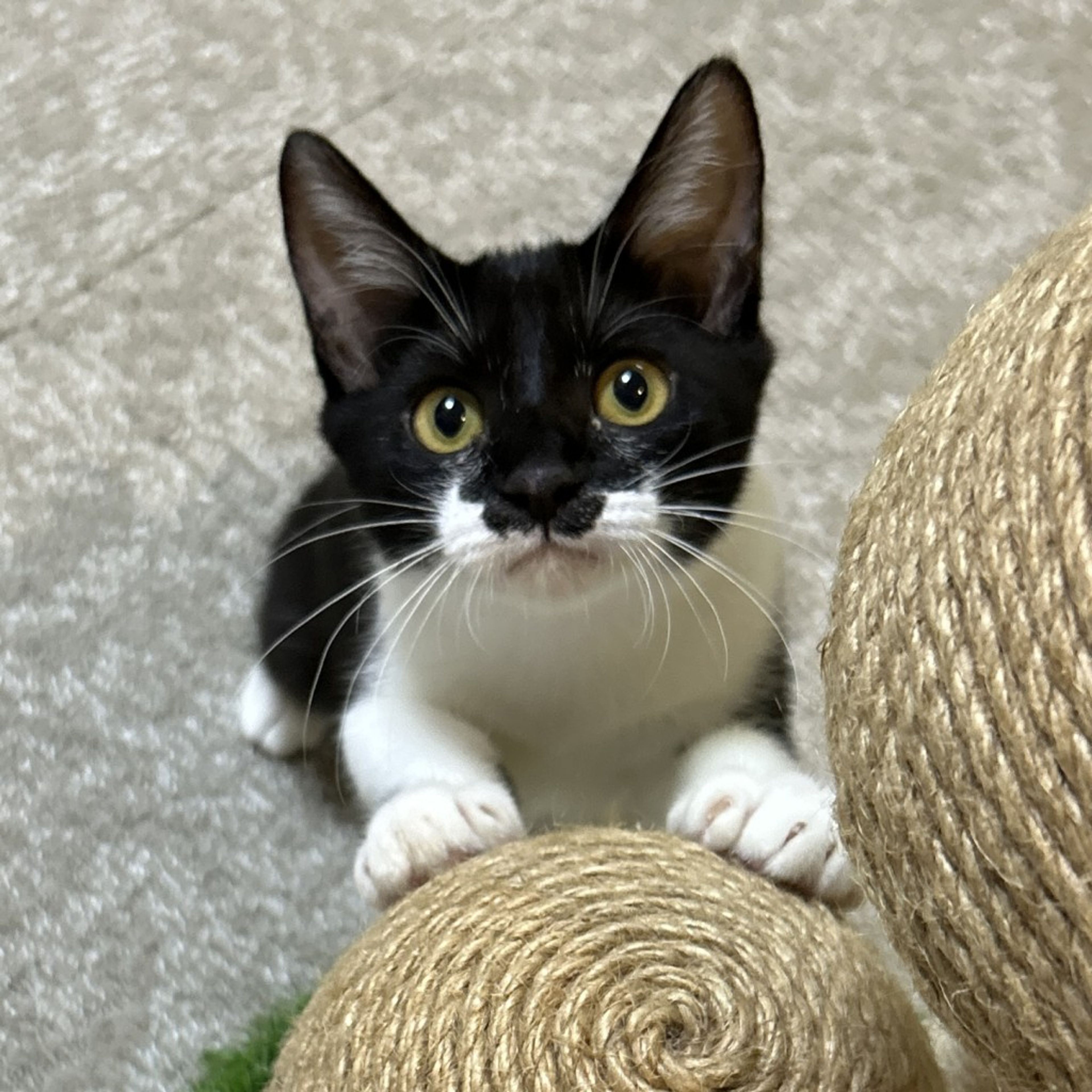 pet-image-5