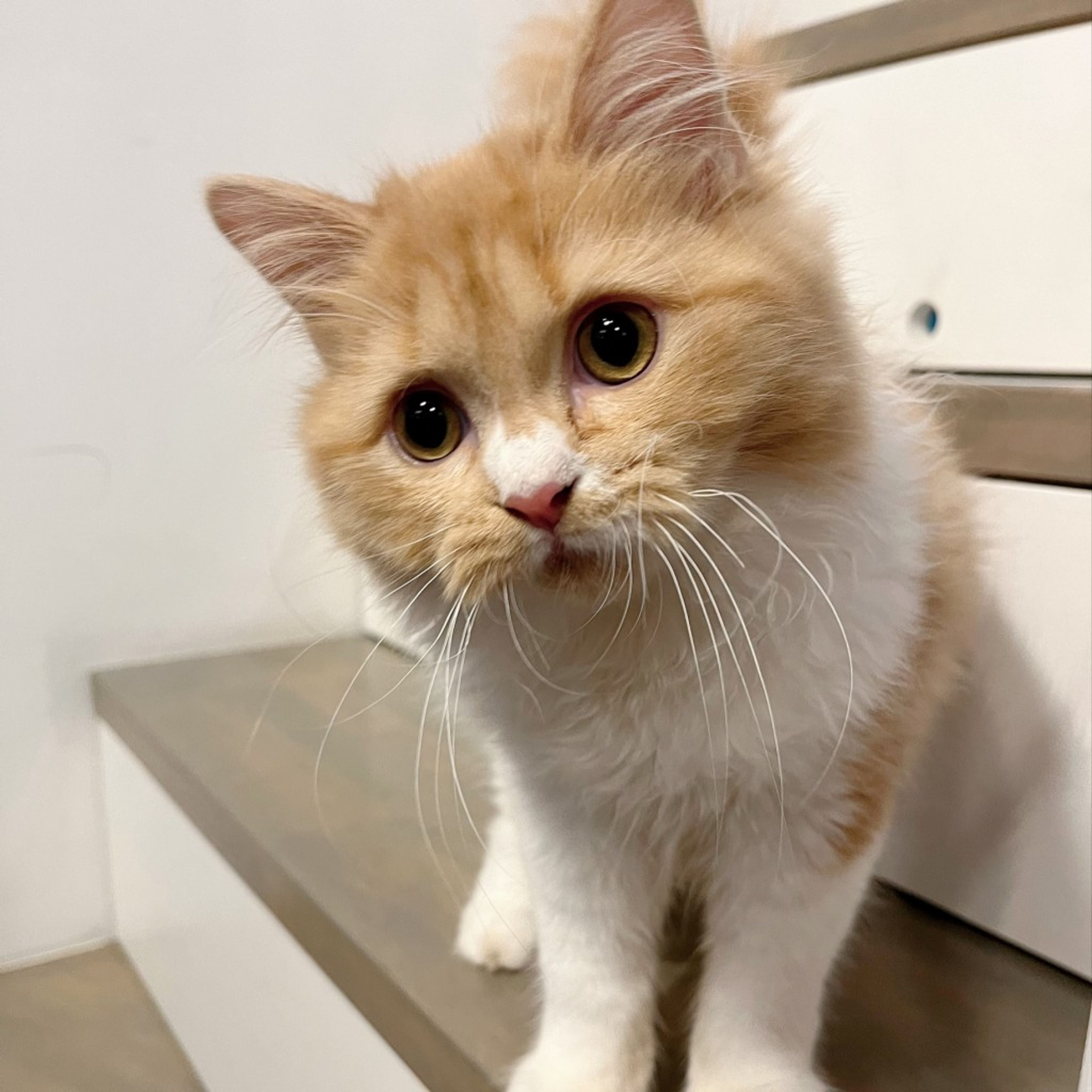 pet-image-3