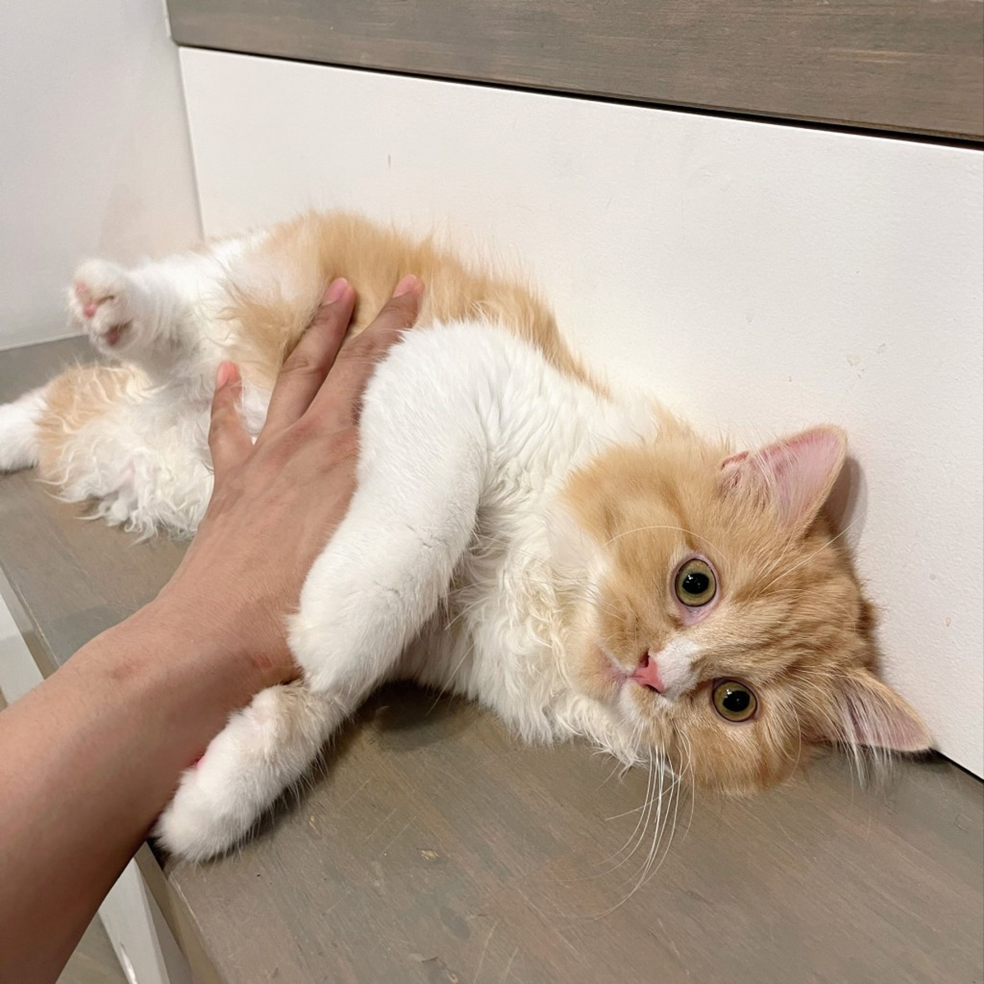pet-image-4