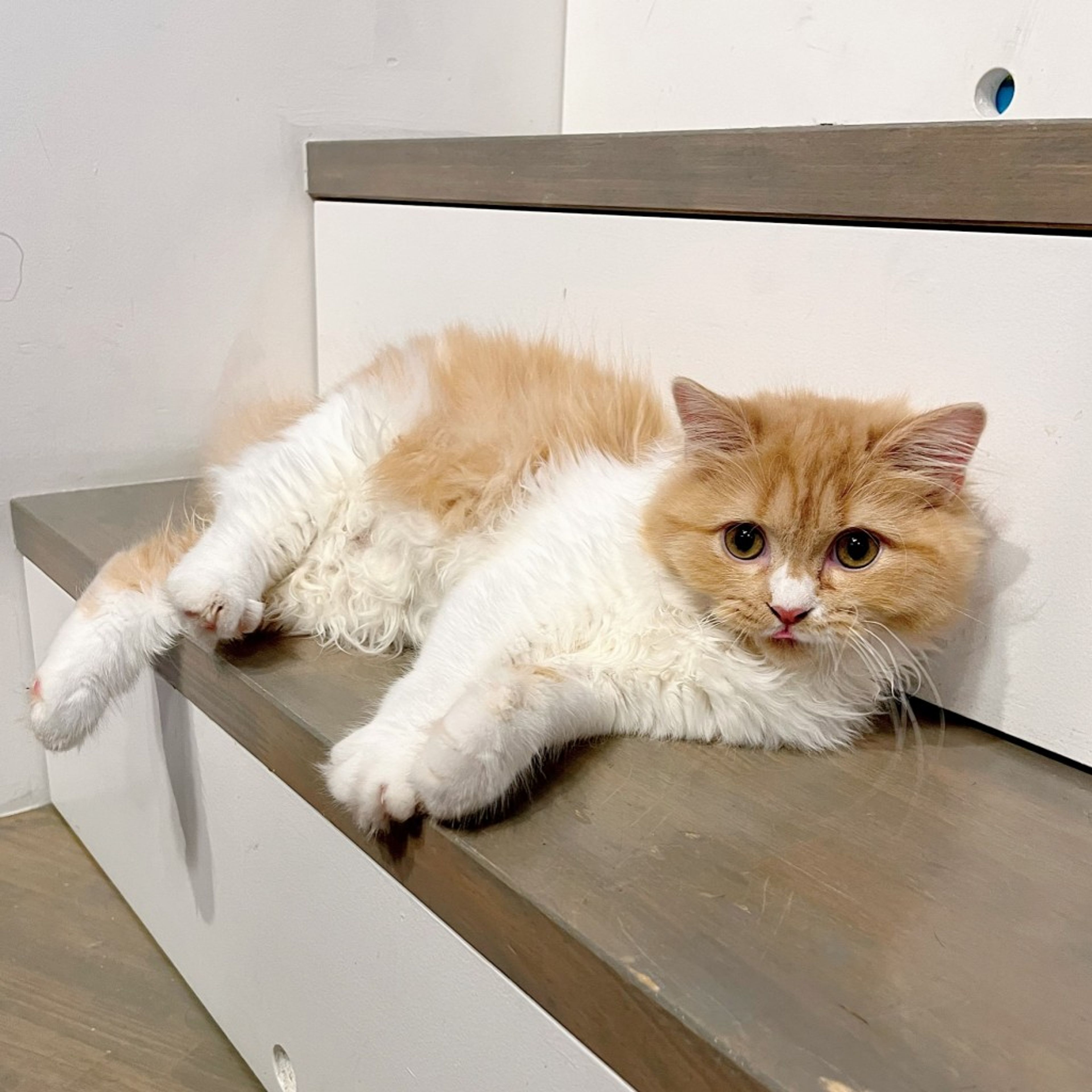 pet-image-5