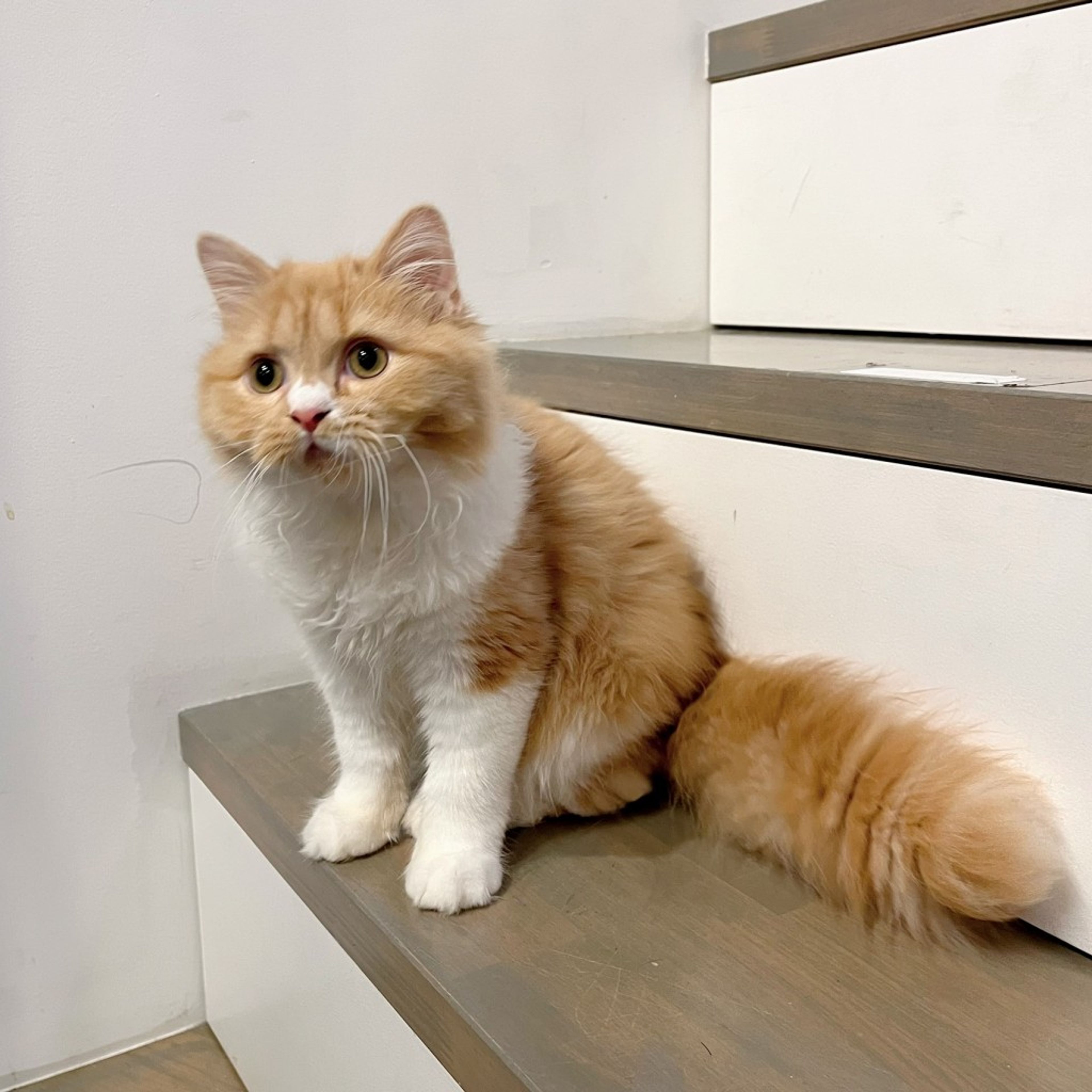 pet-image-6