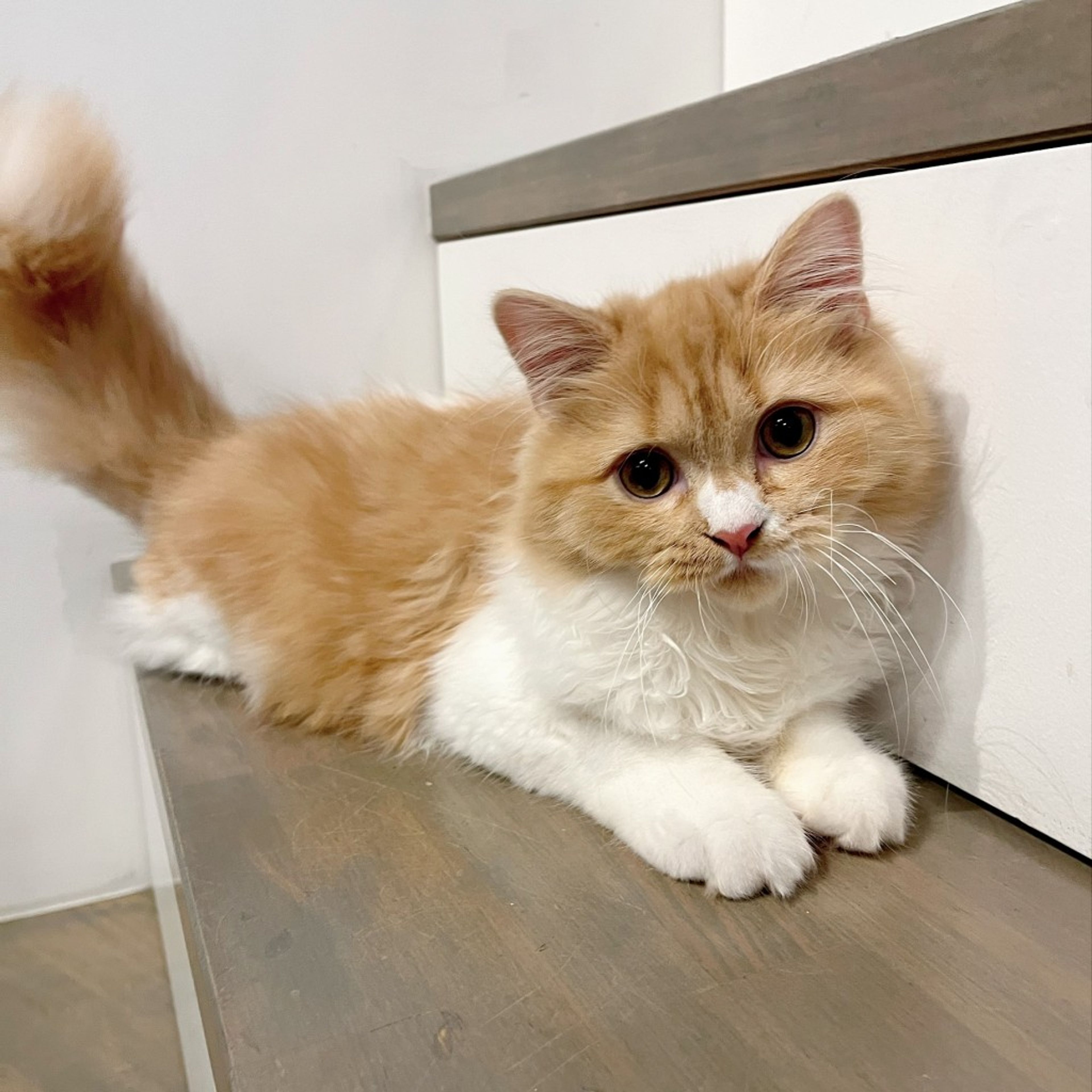 pet-image-7