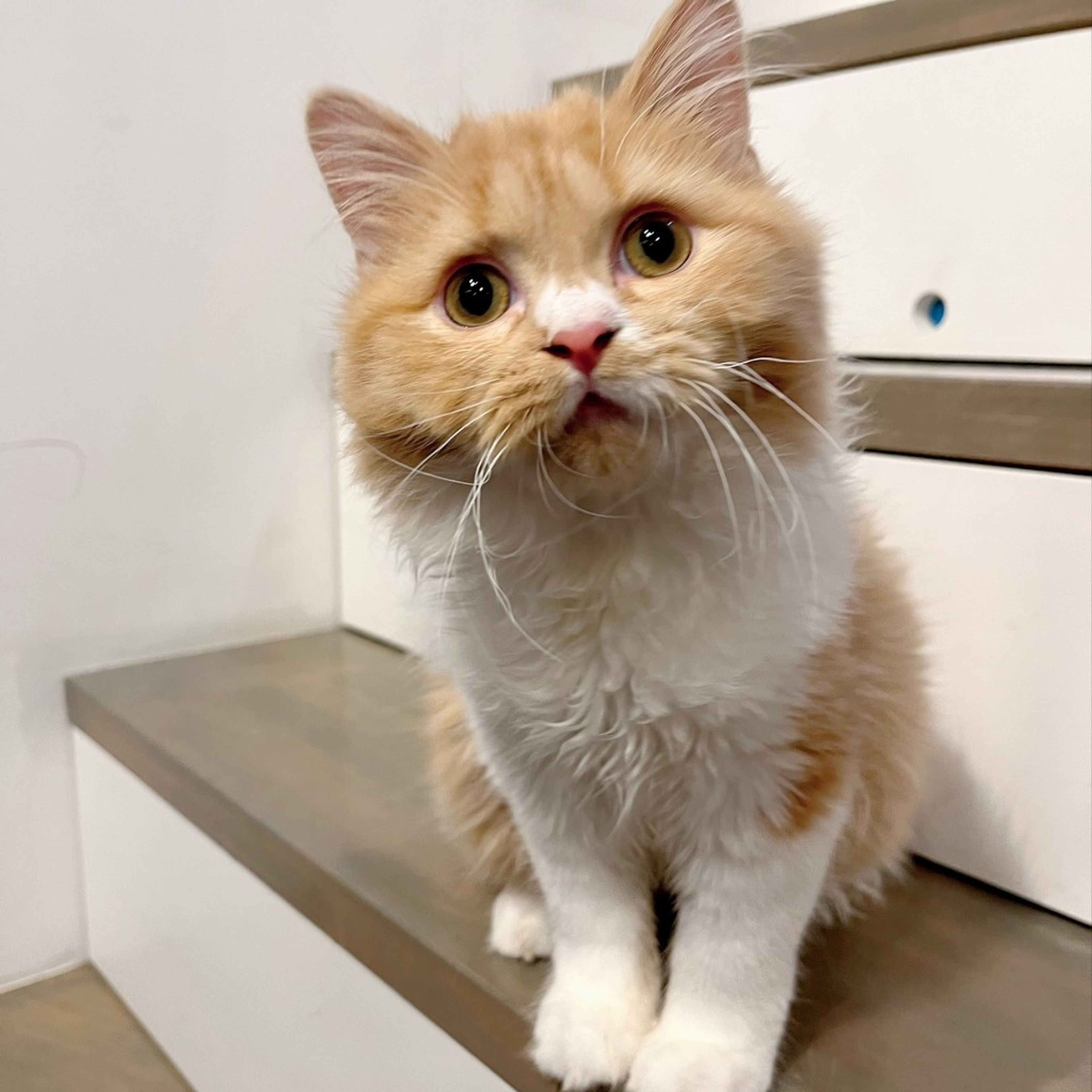 pet-image-8