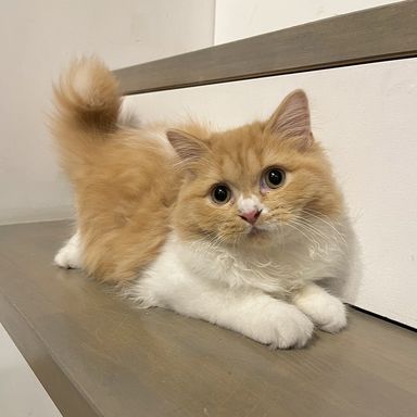 ねず子の写真