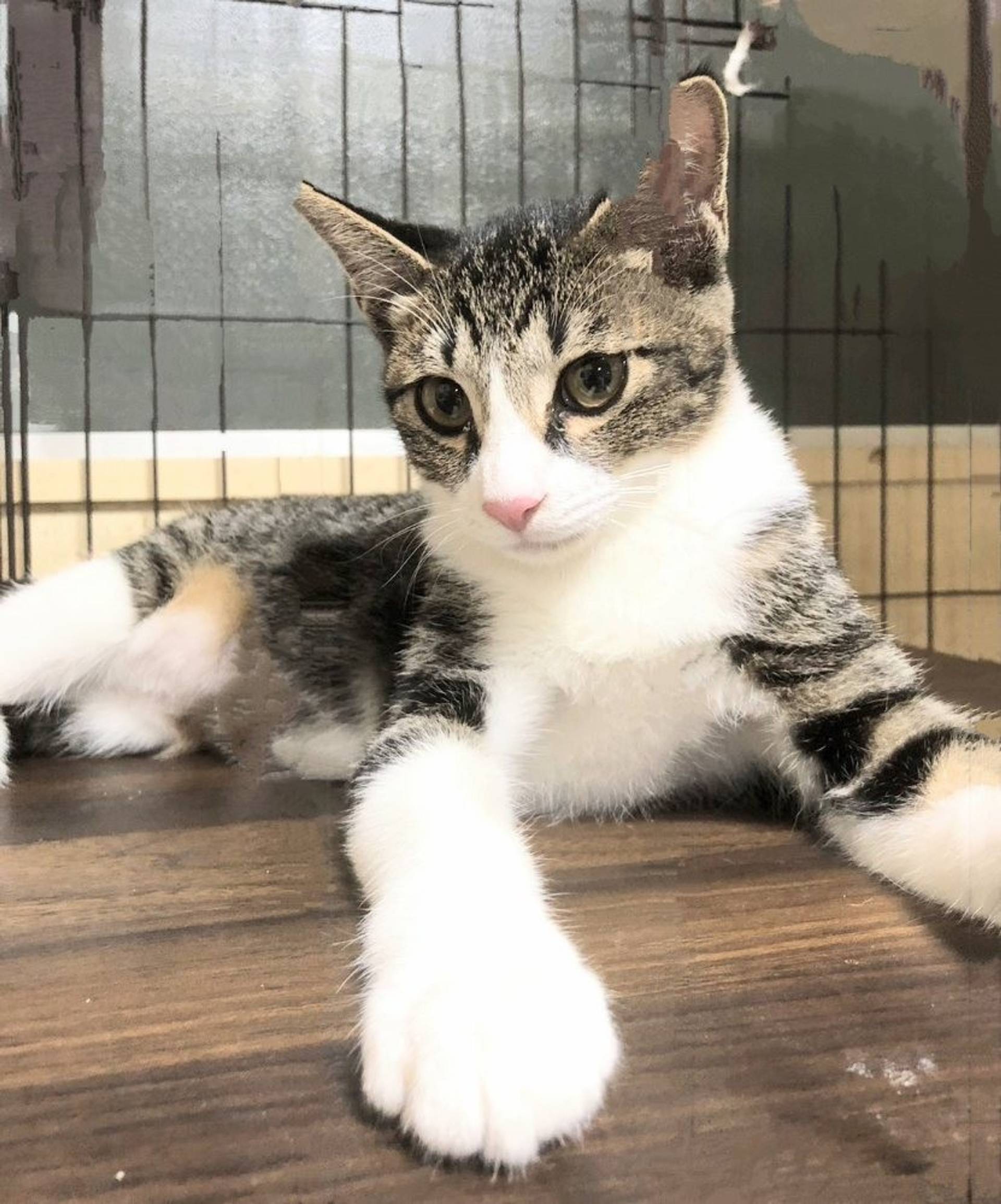 雑種（ミックス猫）・メスの里親募集の写真
