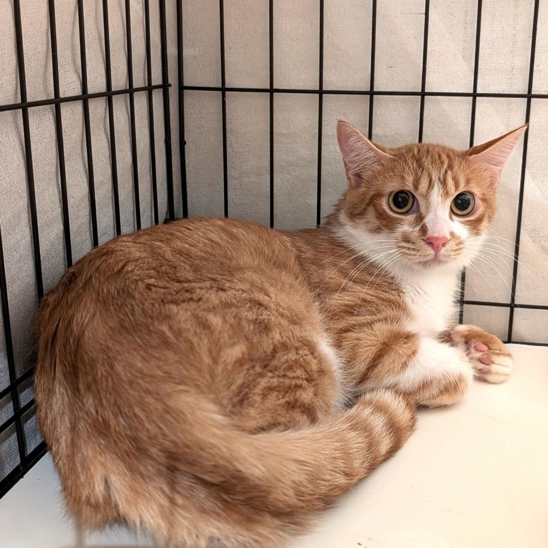 pet-image-2