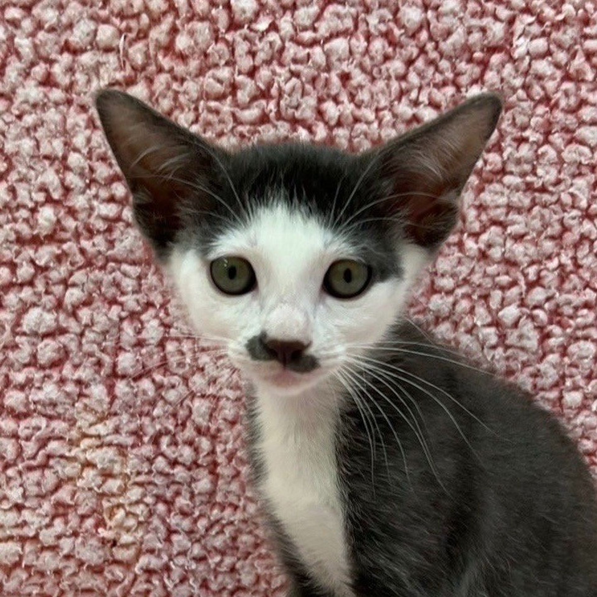 雑種（ミックス猫）・オスの里親募集の写真