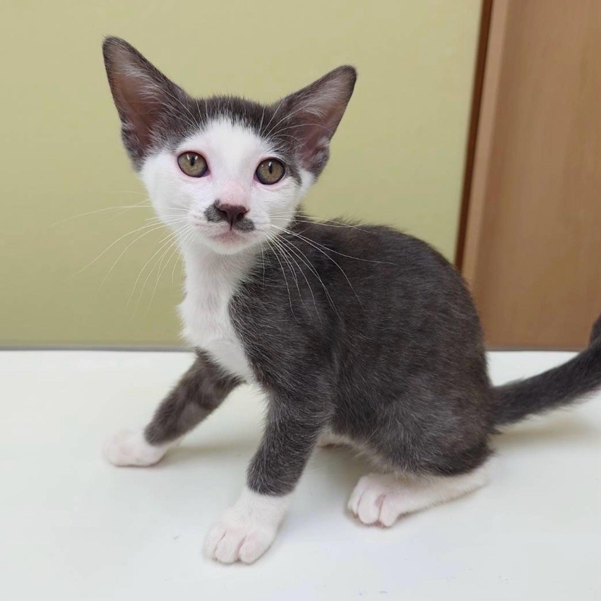 pet-image-3