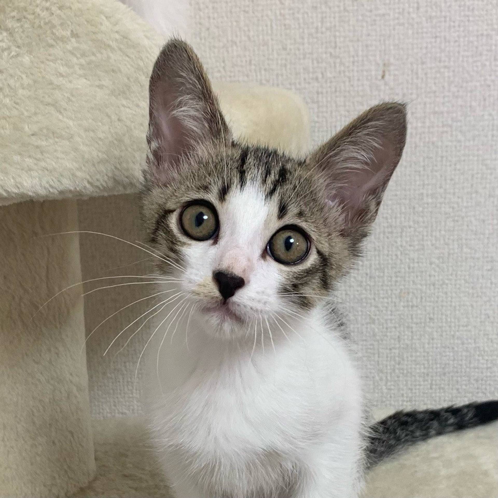 雑種（ミックス猫）・オスの里親募集の写真