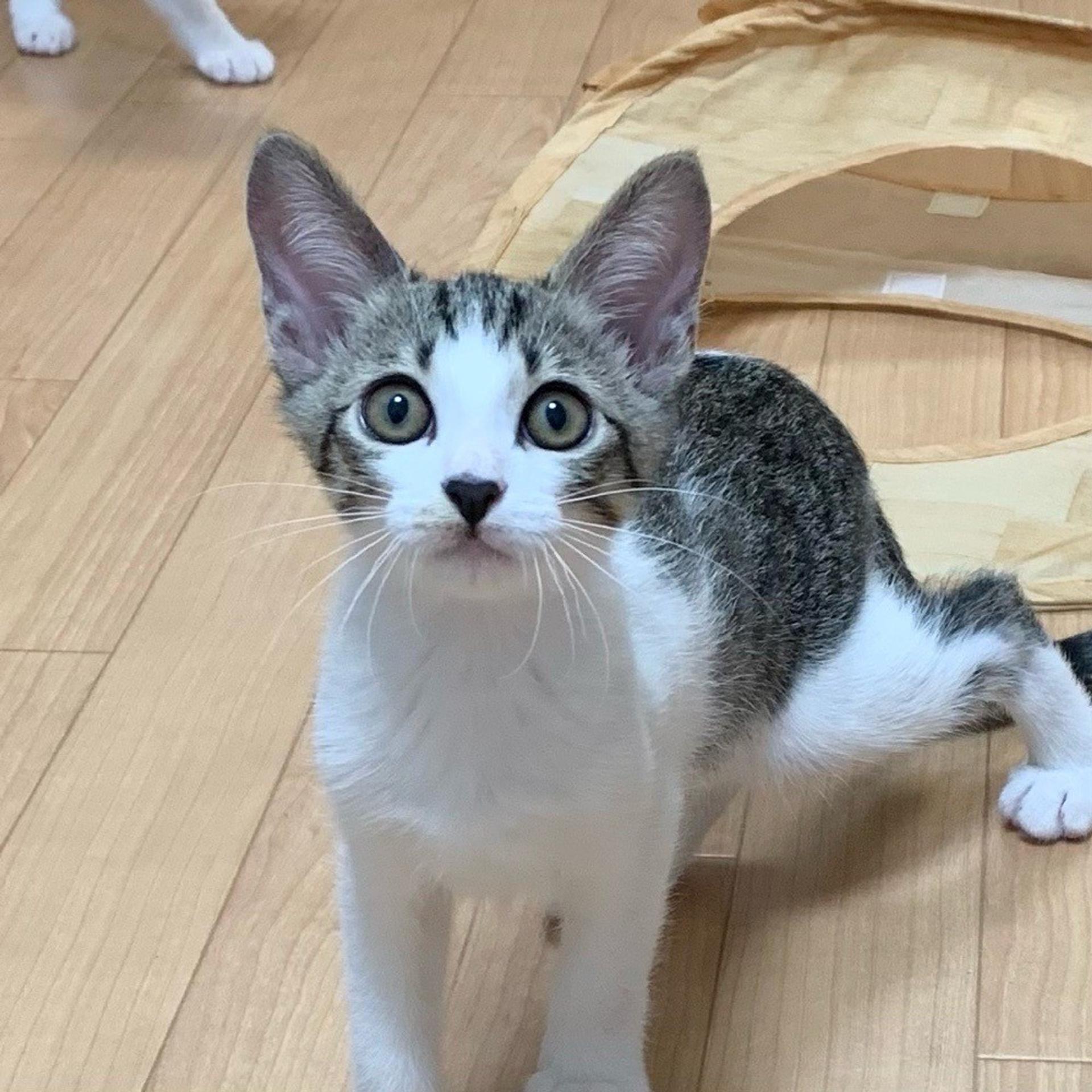 pet-image-4