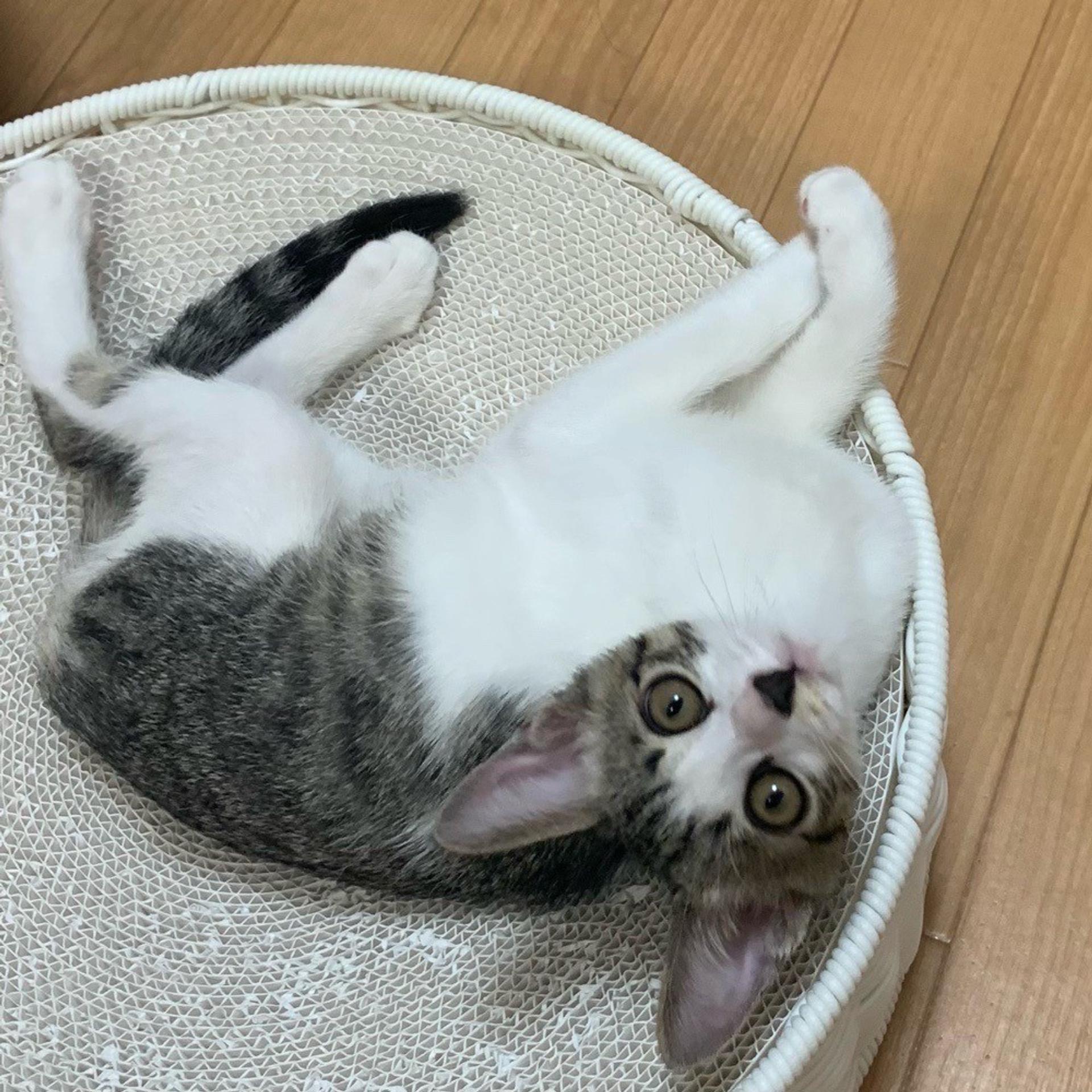 pet-image-5
