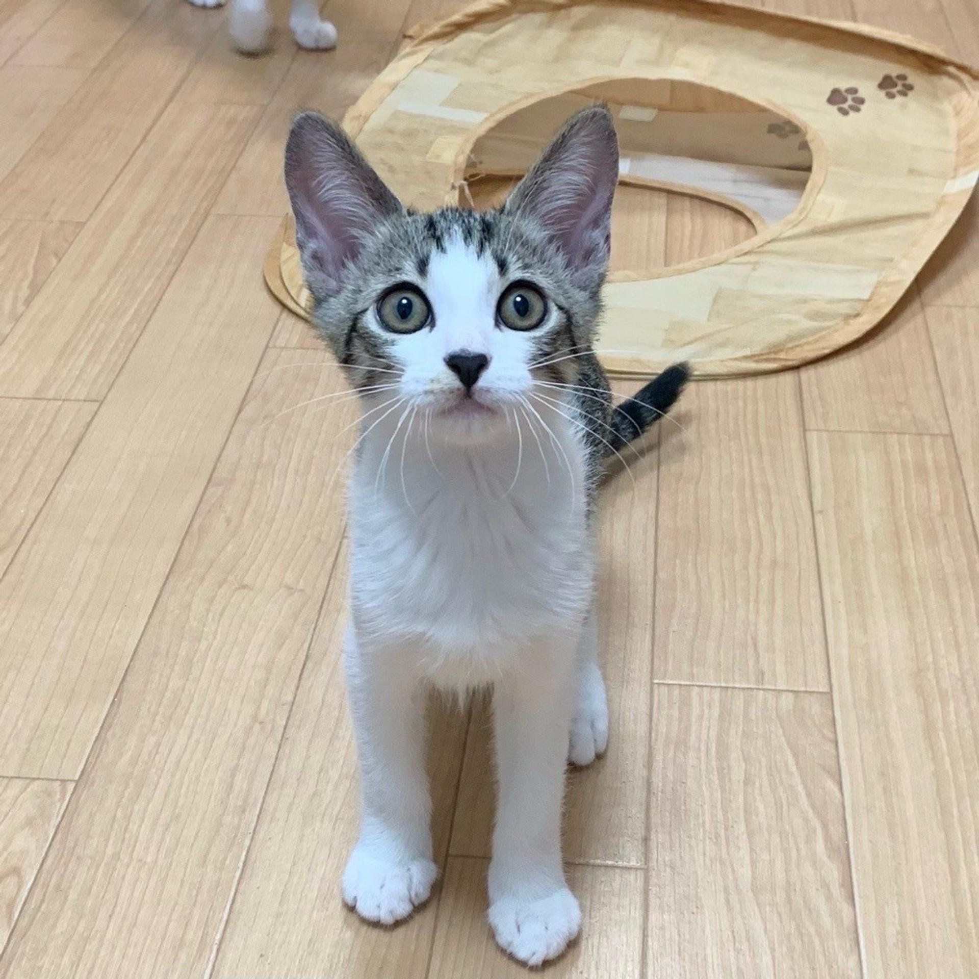 pet-image-2