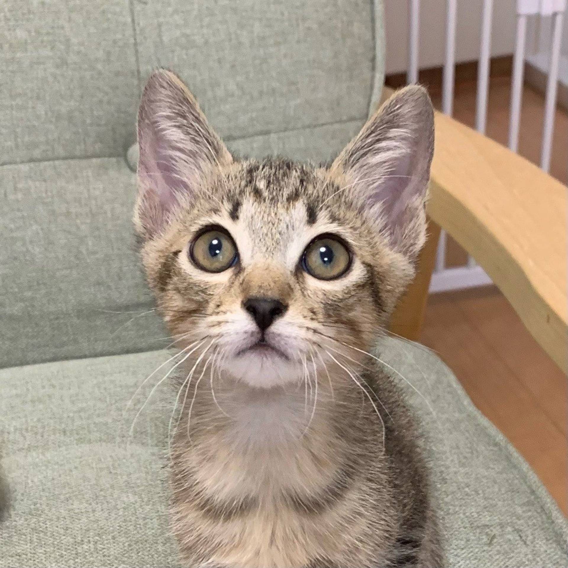 雑種（ミックス猫）・オスの里親募集の写真