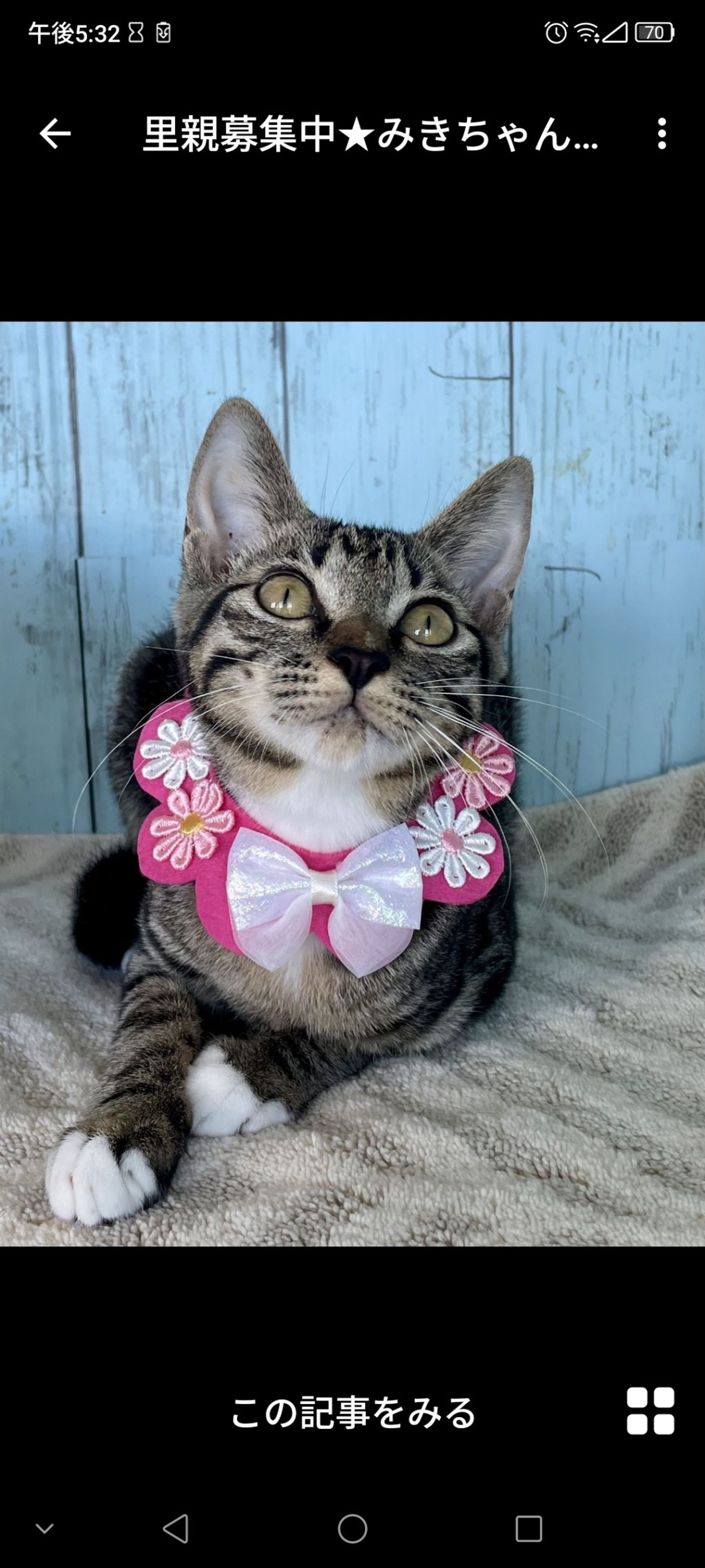 雑種（ミックス猫）・メスの里親募集の写真