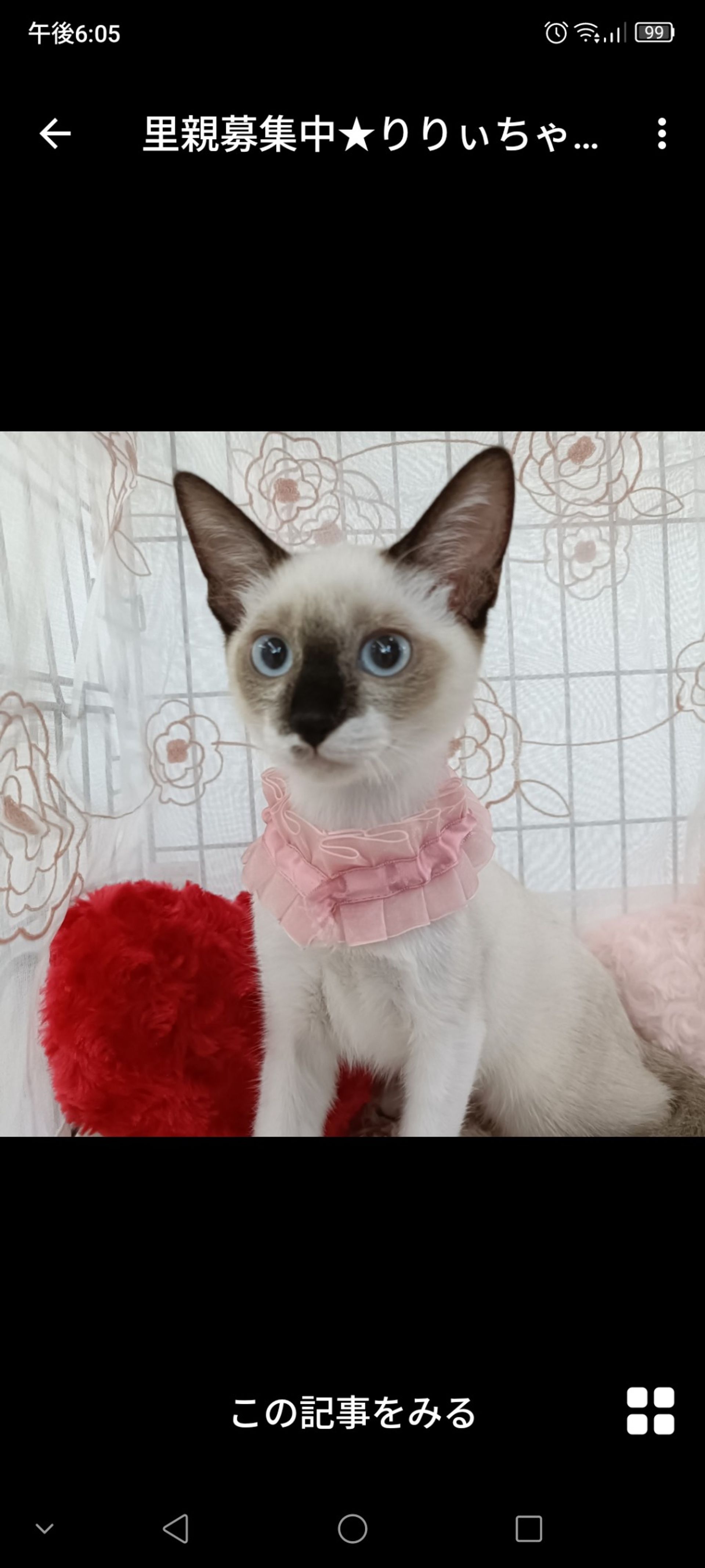 雑種（ミックス猫）・メスの里親募集の写真
