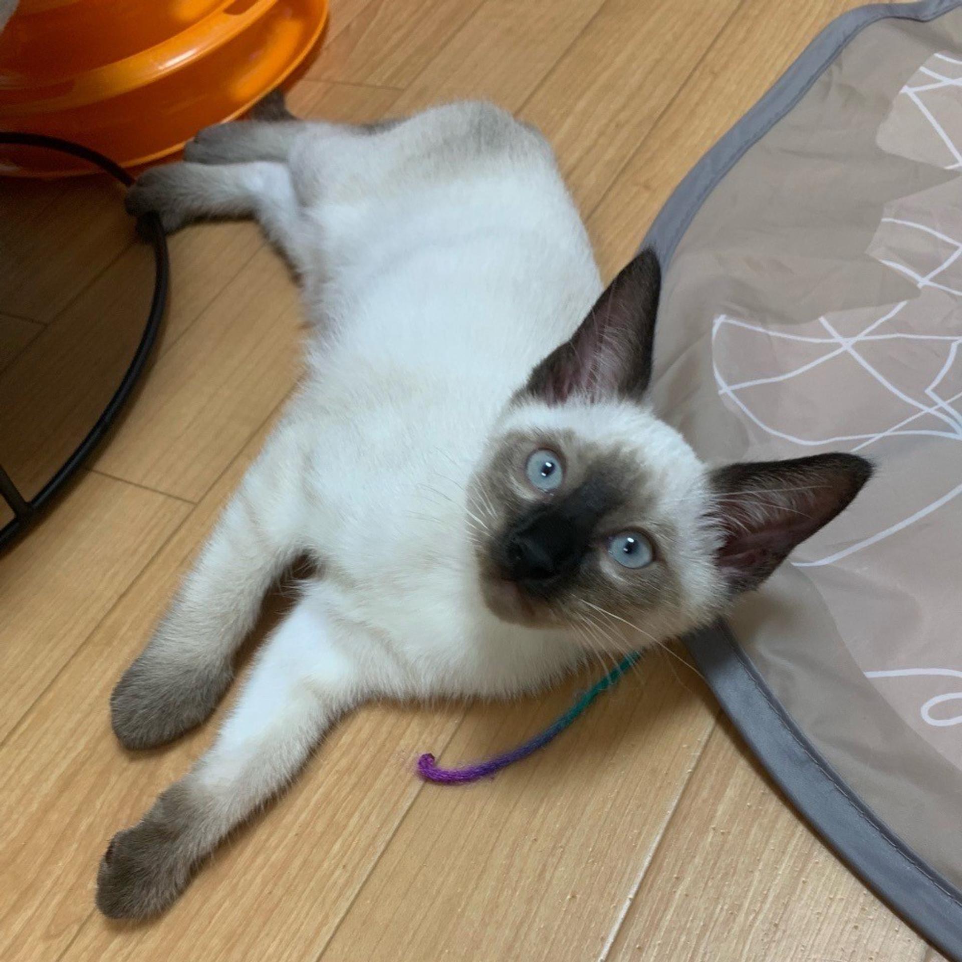 pet-image-4