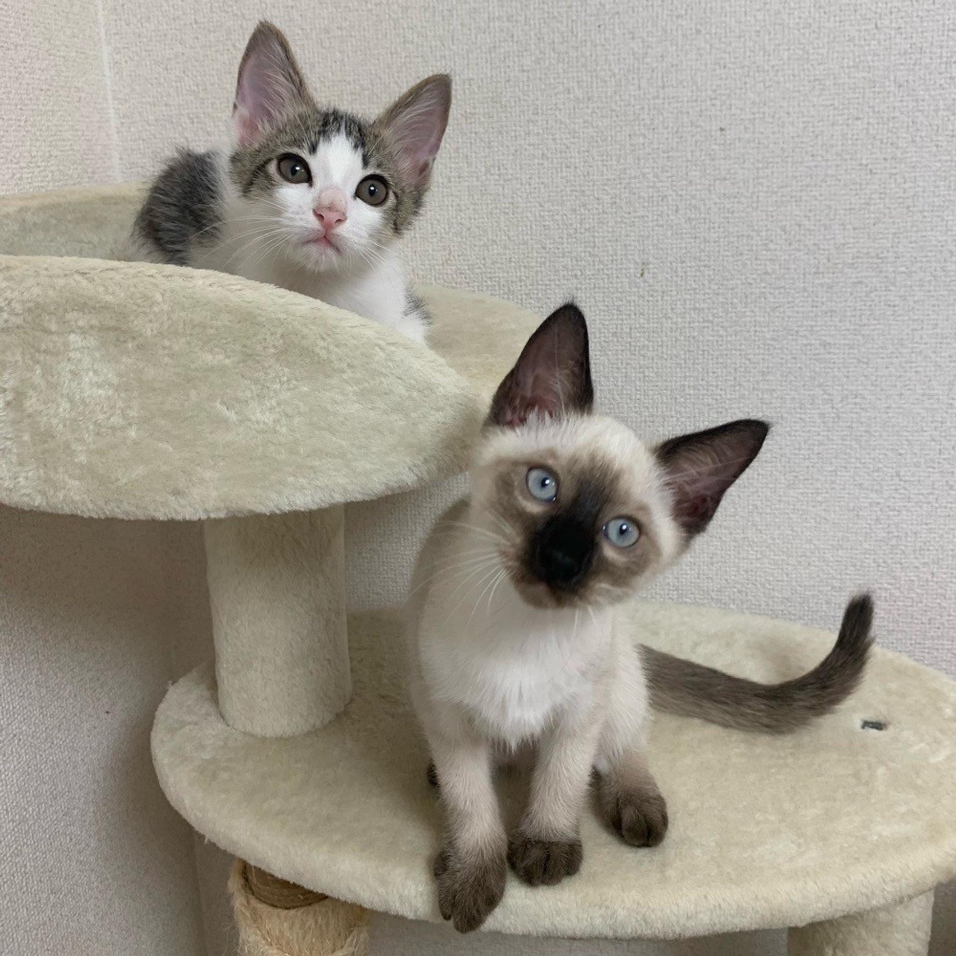 pet-image-6
