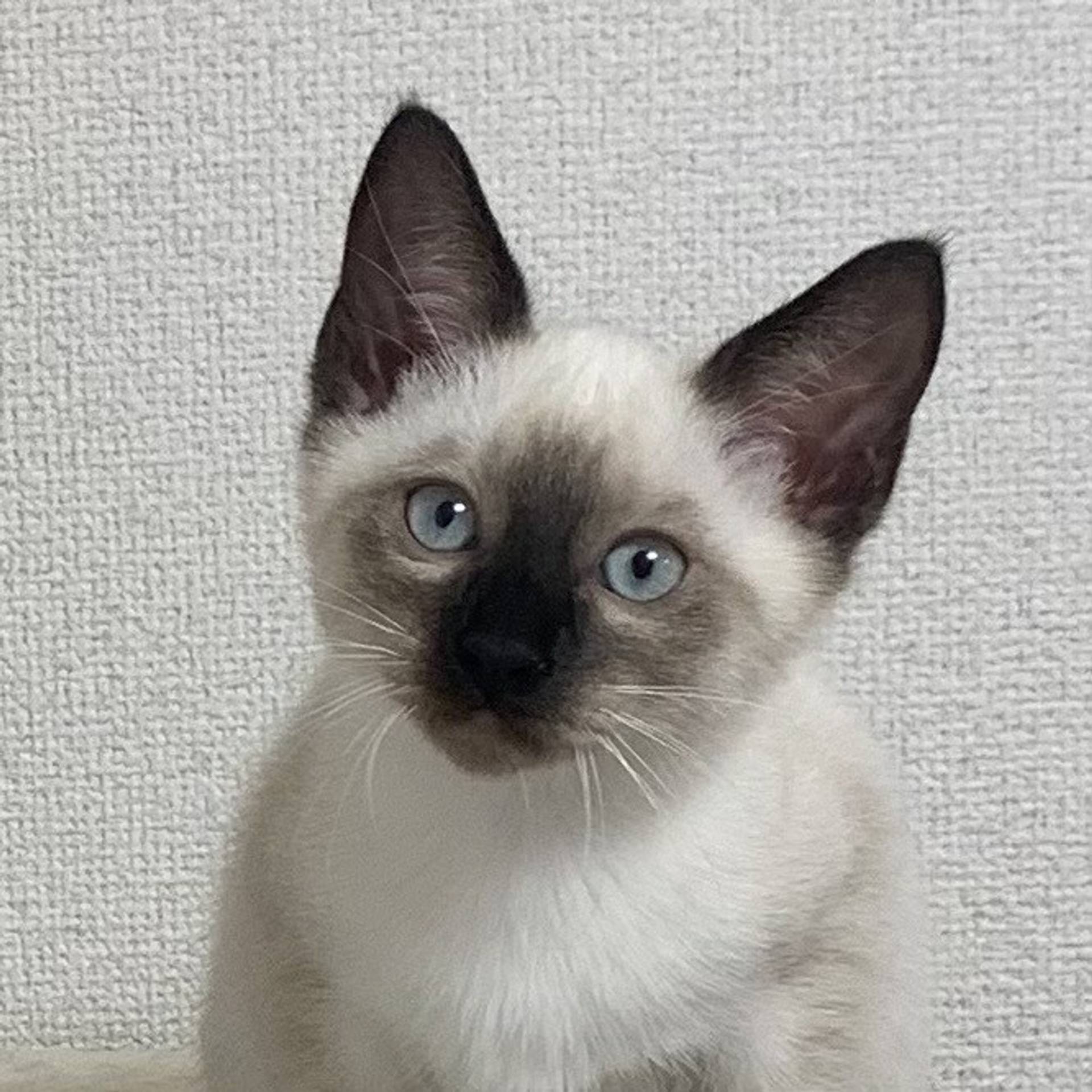 雑種（ミックス猫）・オスの里親募集の写真