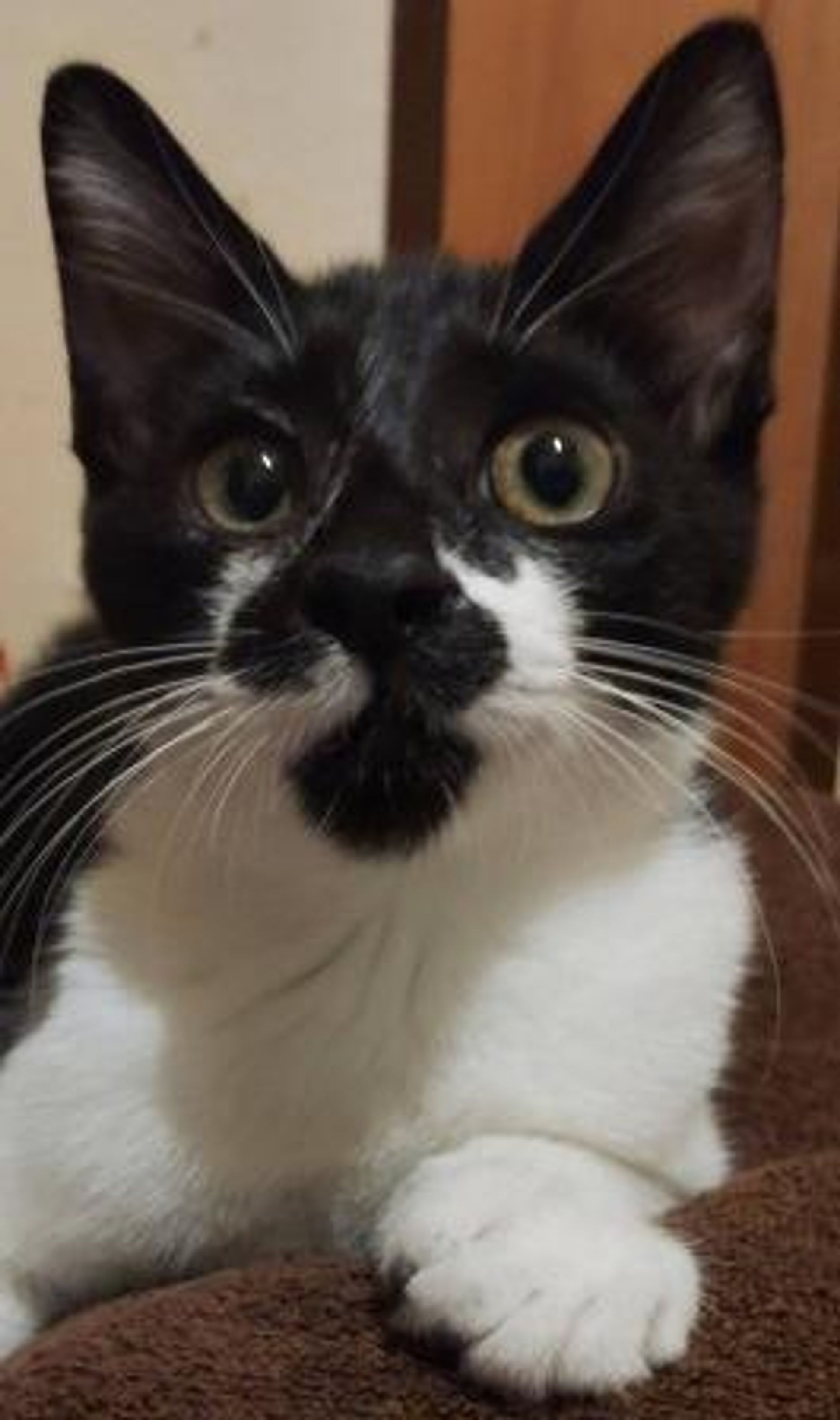 雑種（ミックス猫）・オスの里親募集の写真