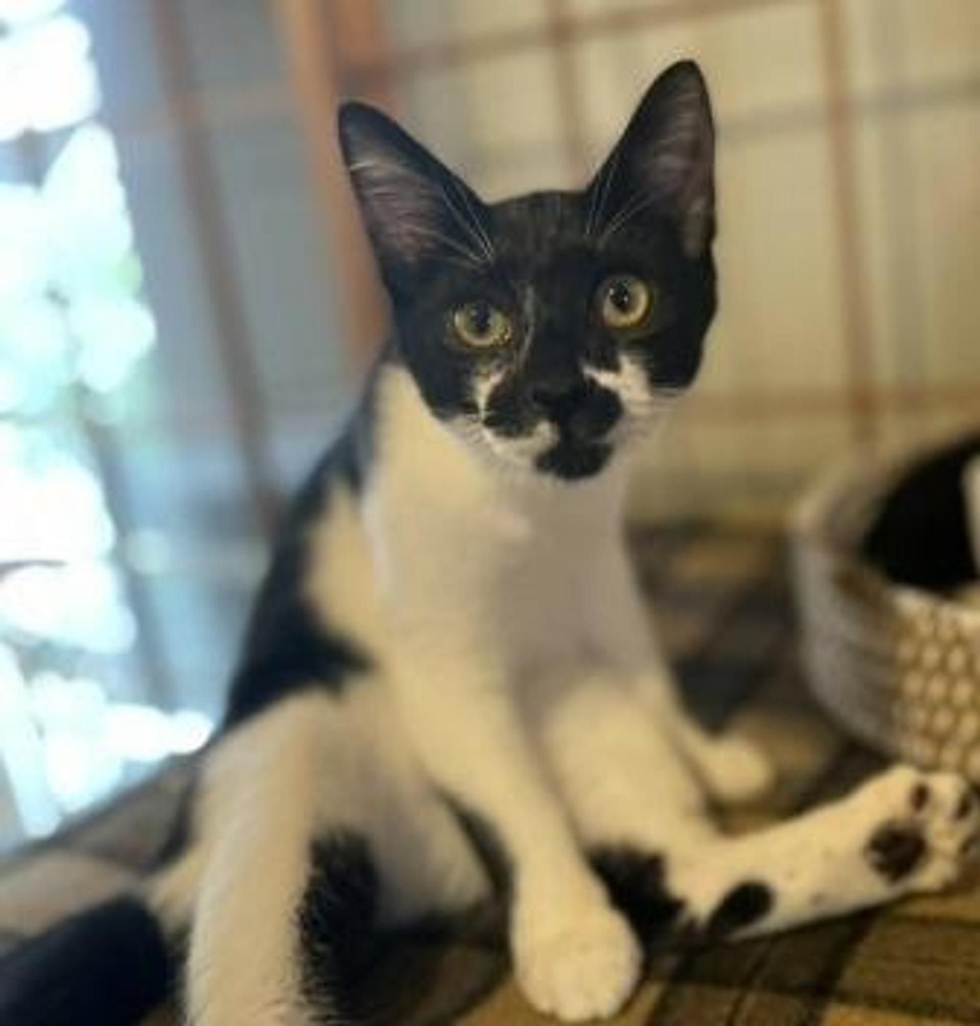 pet-image-2