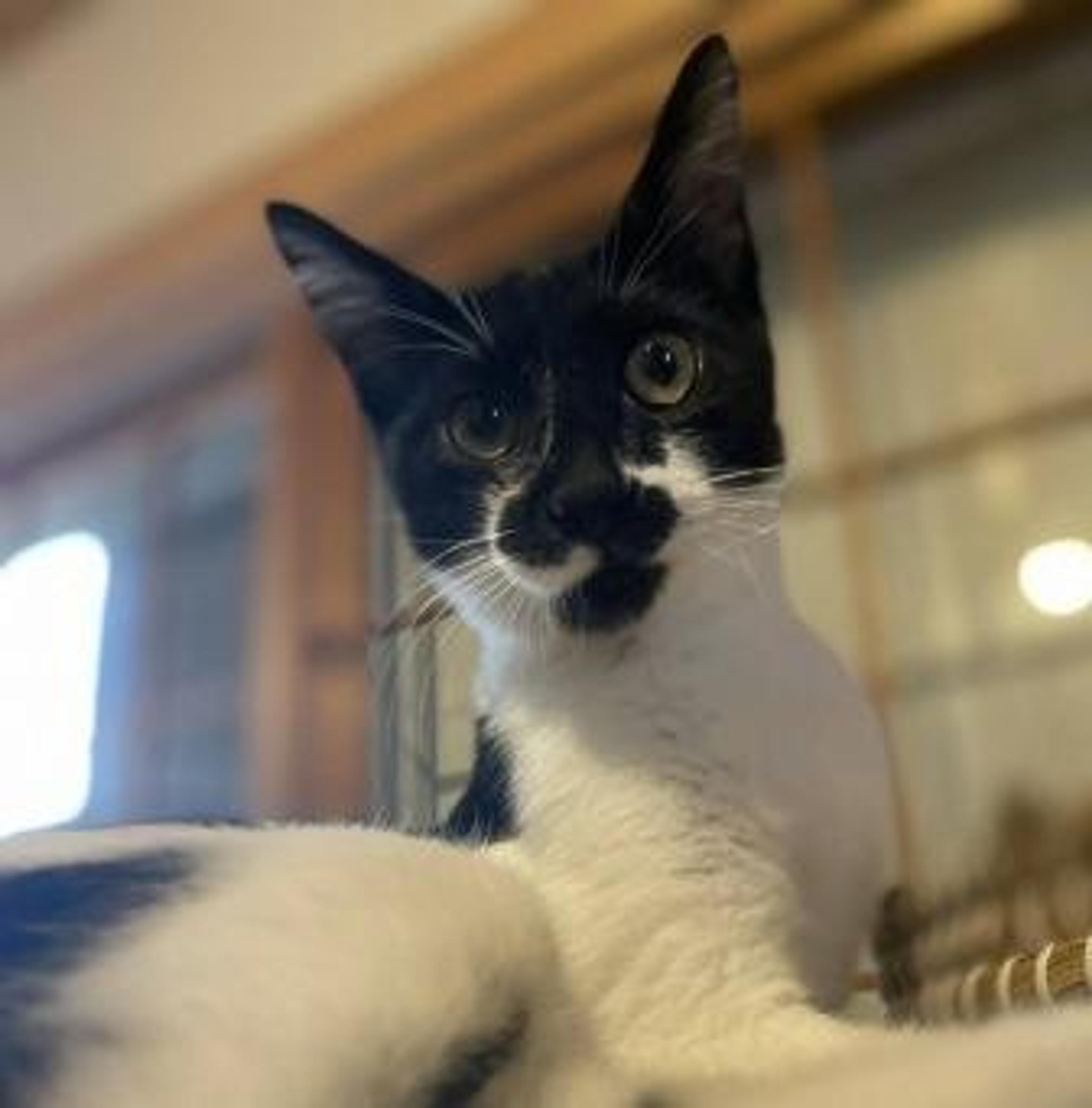 pet-image-3