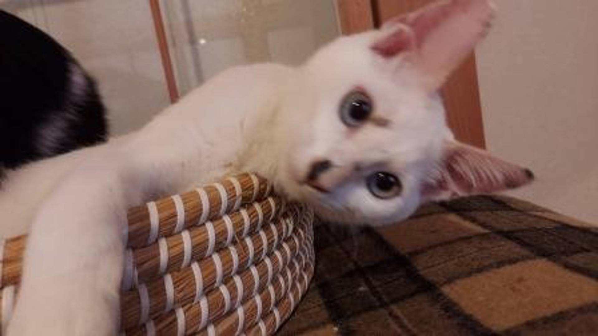 雑種（ミックス猫）・メスの里親募集の写真