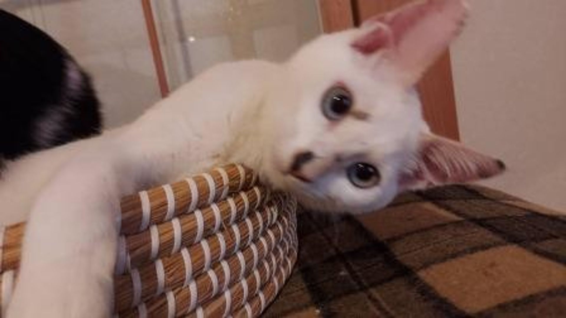 雑種（ミックス猫）・メスの里親募集の写真