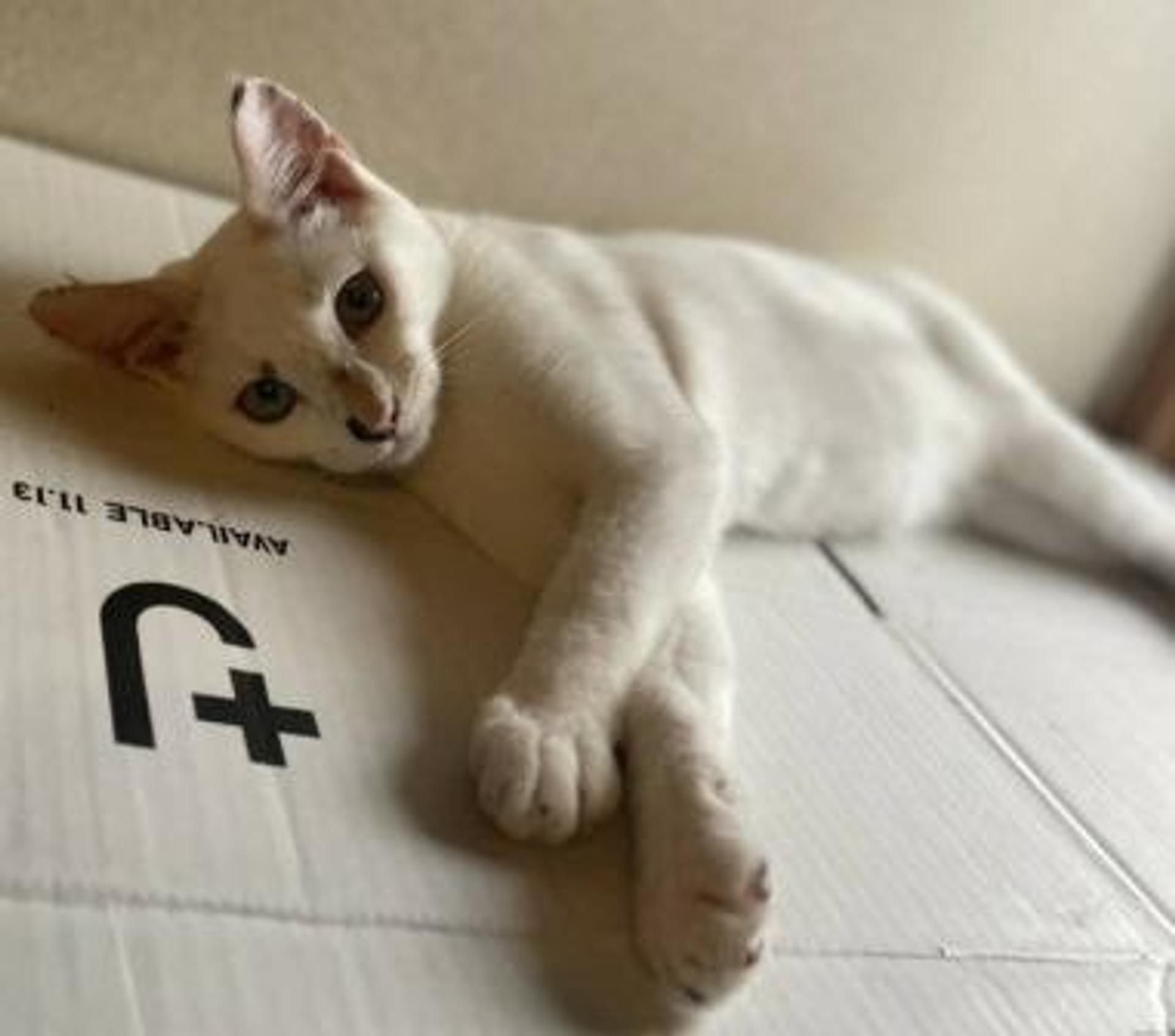 pet-image-2