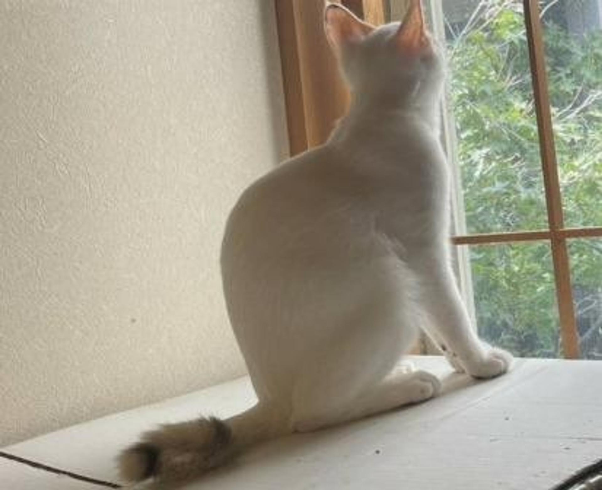 pet-image-3