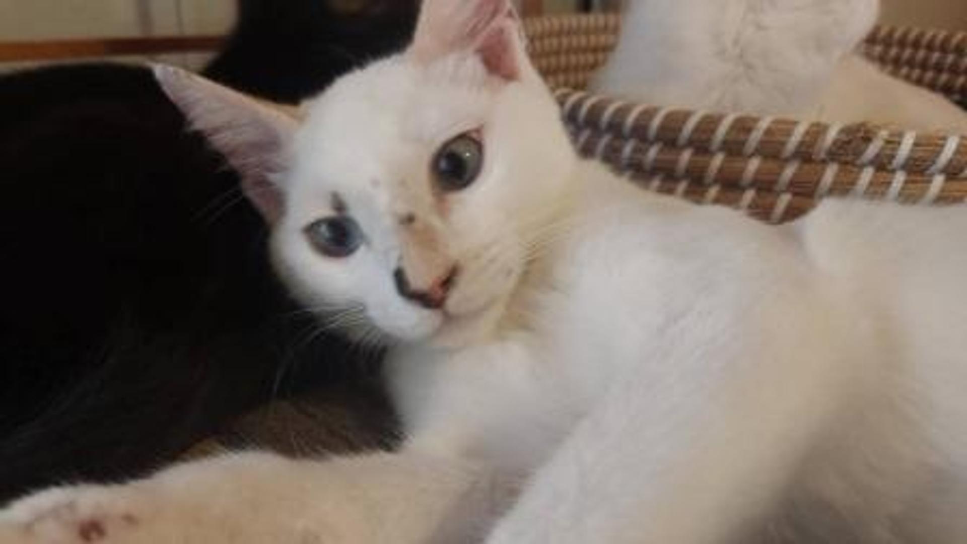 pet-image-4