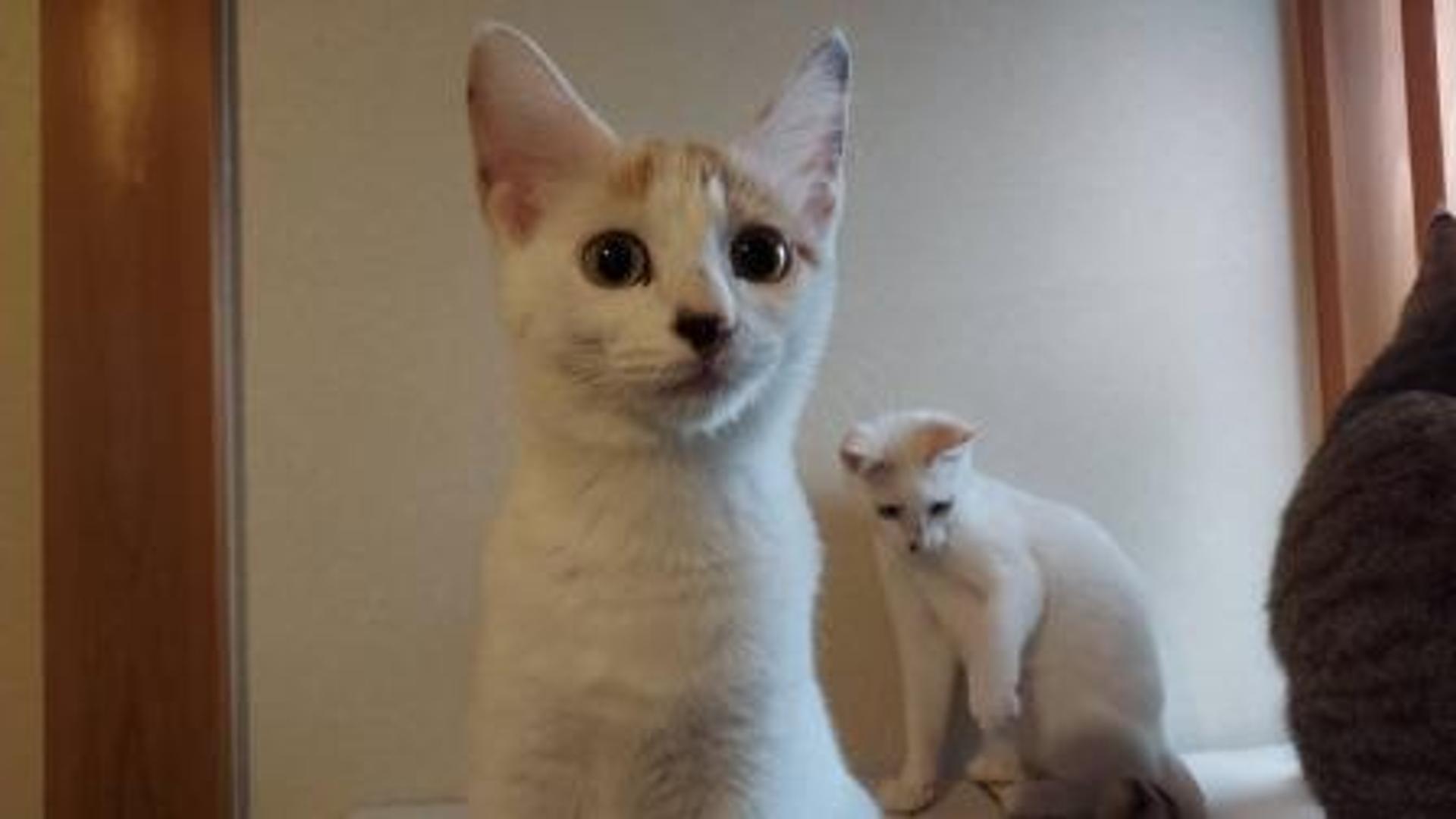 pet-image-4