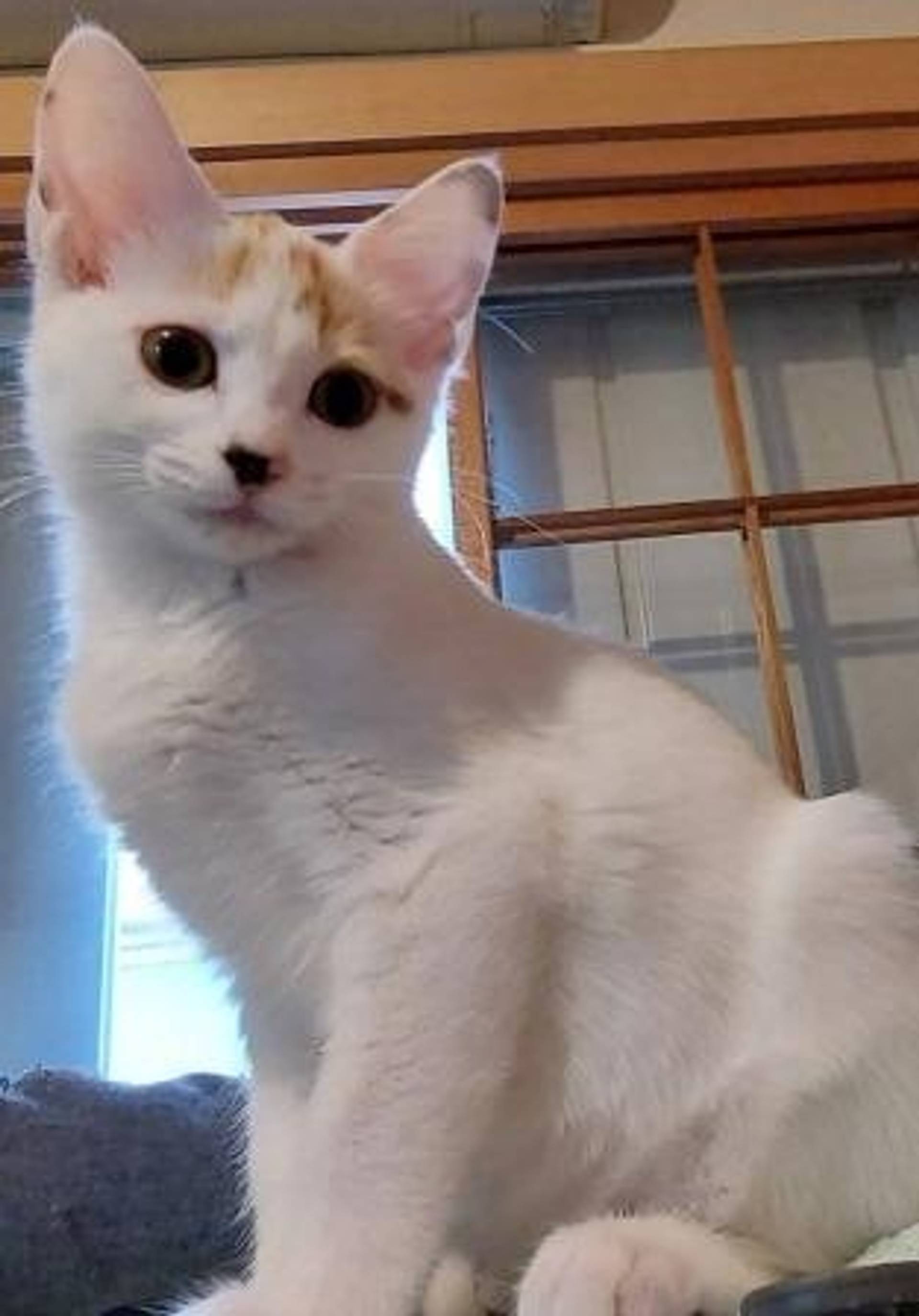 雑種（ミックス猫）・メスの里親募集の写真