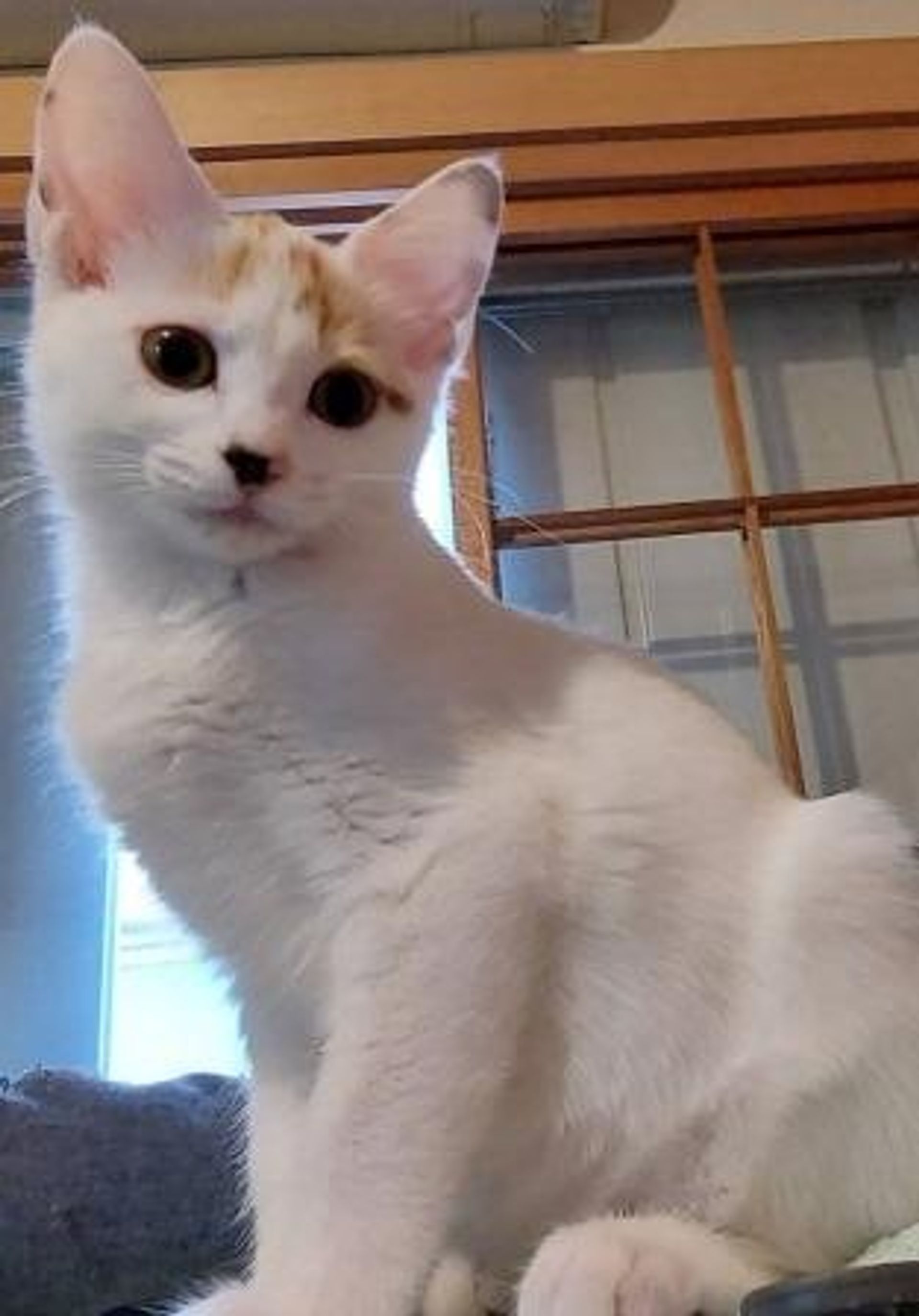 雑種（ミックス猫）・メスの里親募集の写真