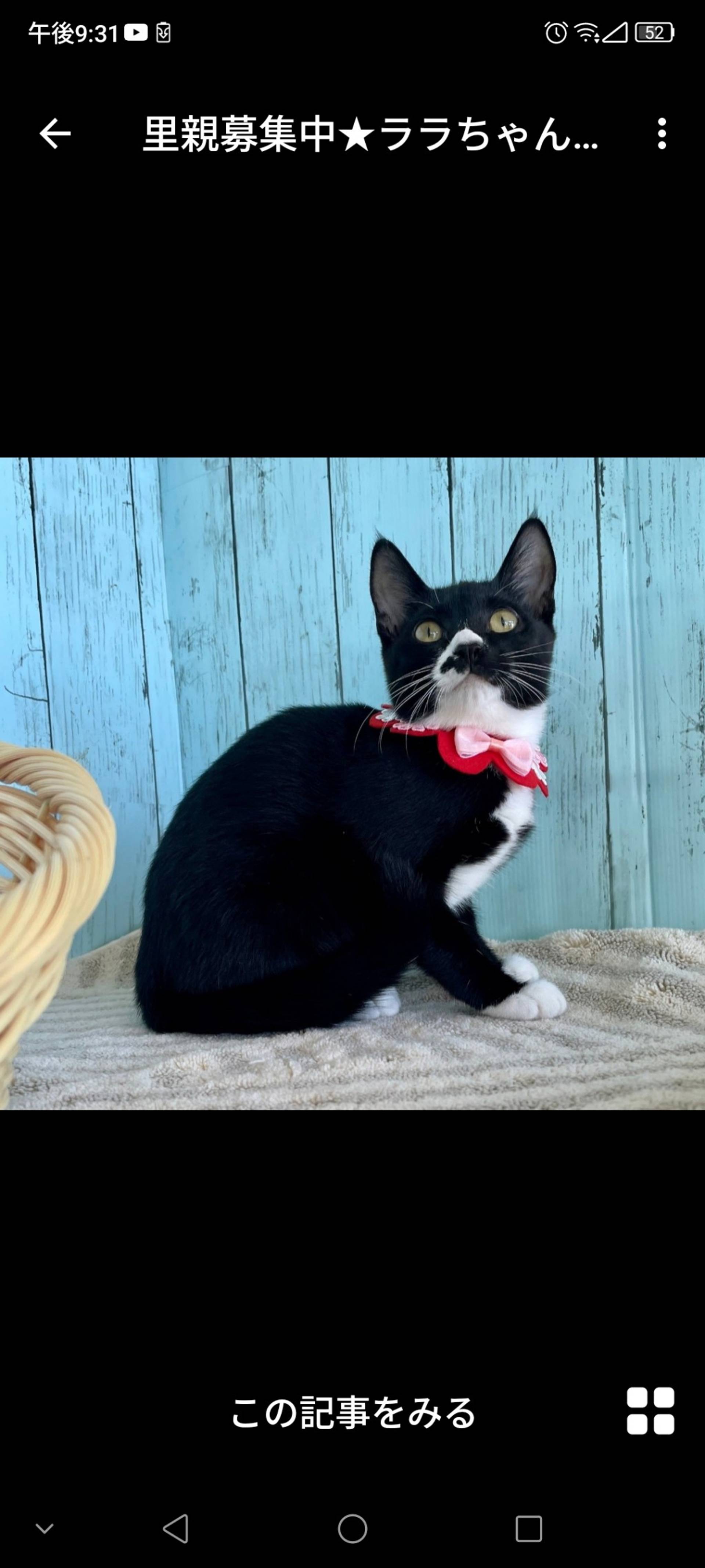 雑種（ミックス猫）・メスの里親募集の写真