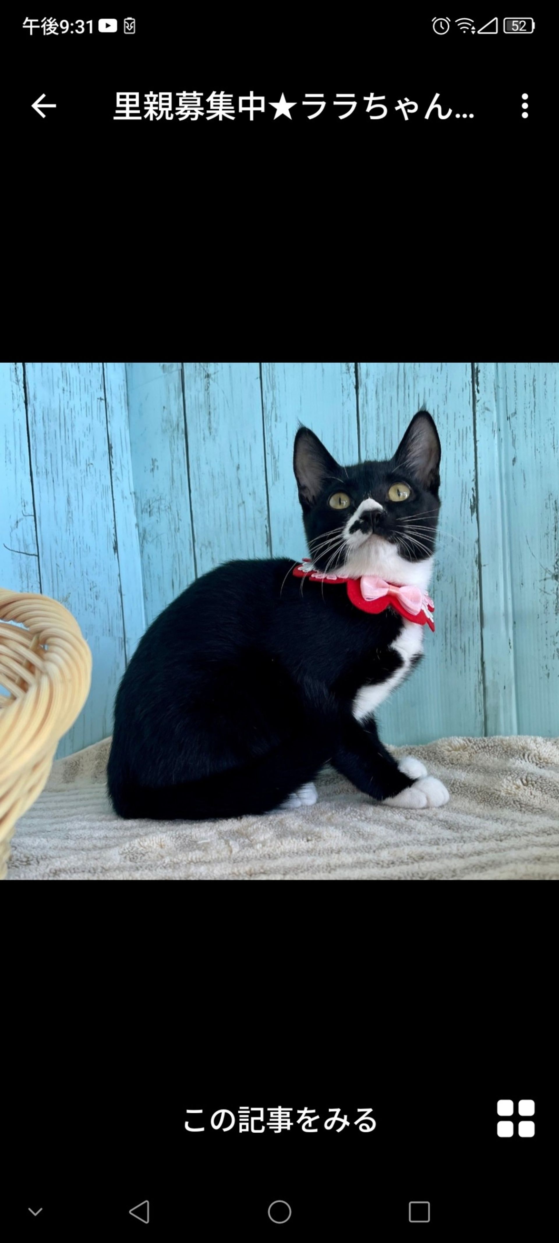 雑種（ミックス猫）・メスの里親募集の写真