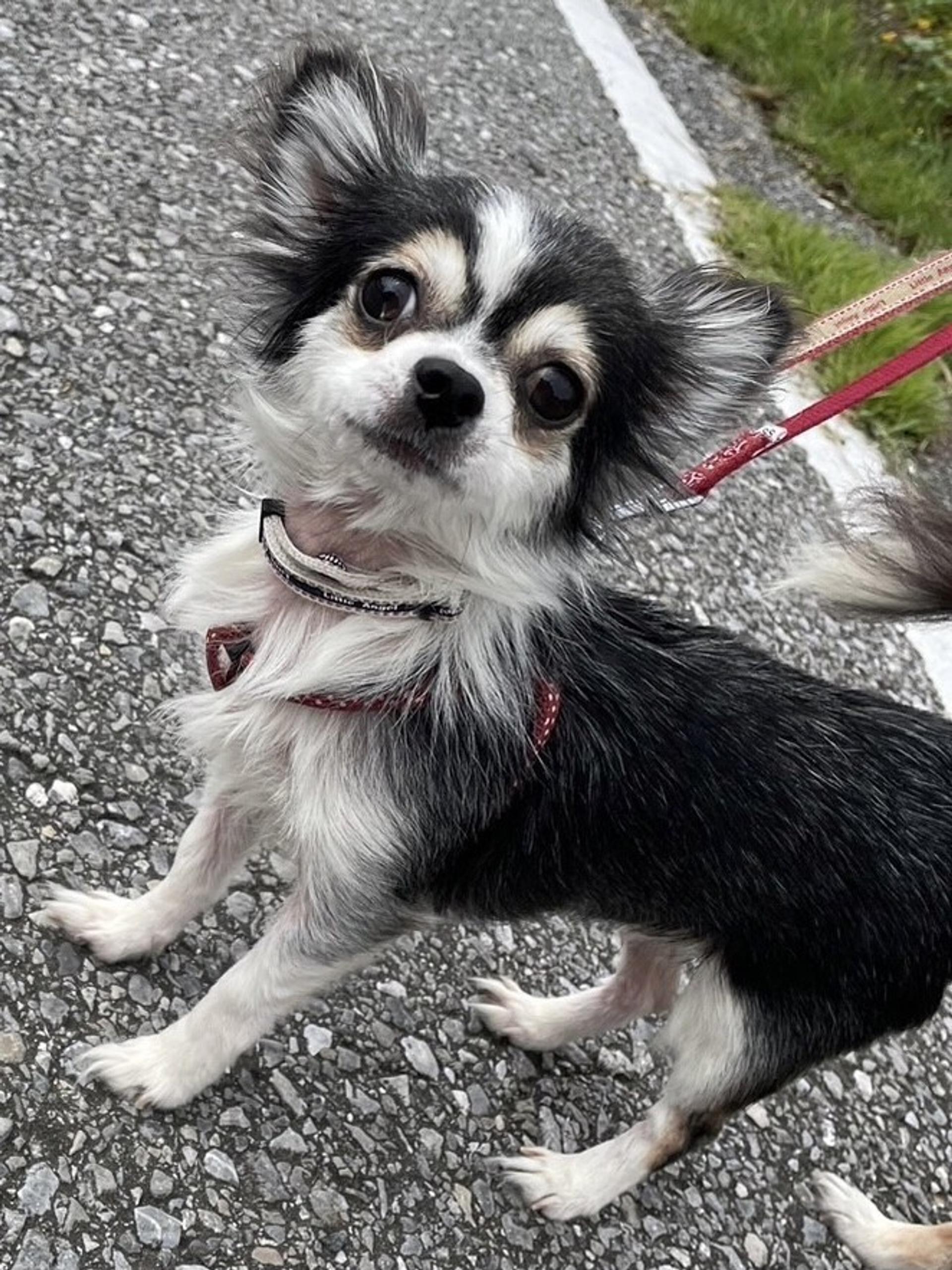 pet-image-2