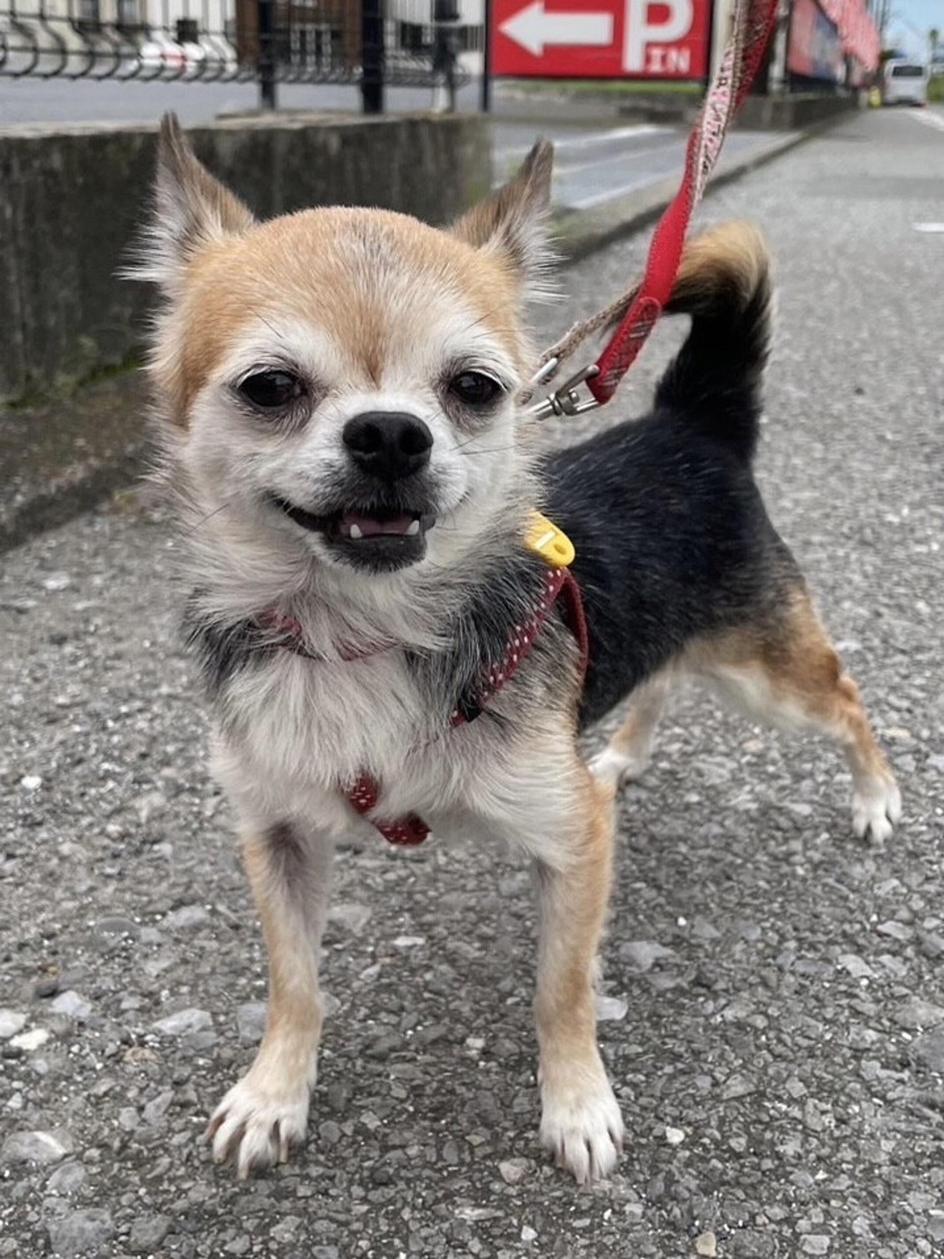 pet-image-2