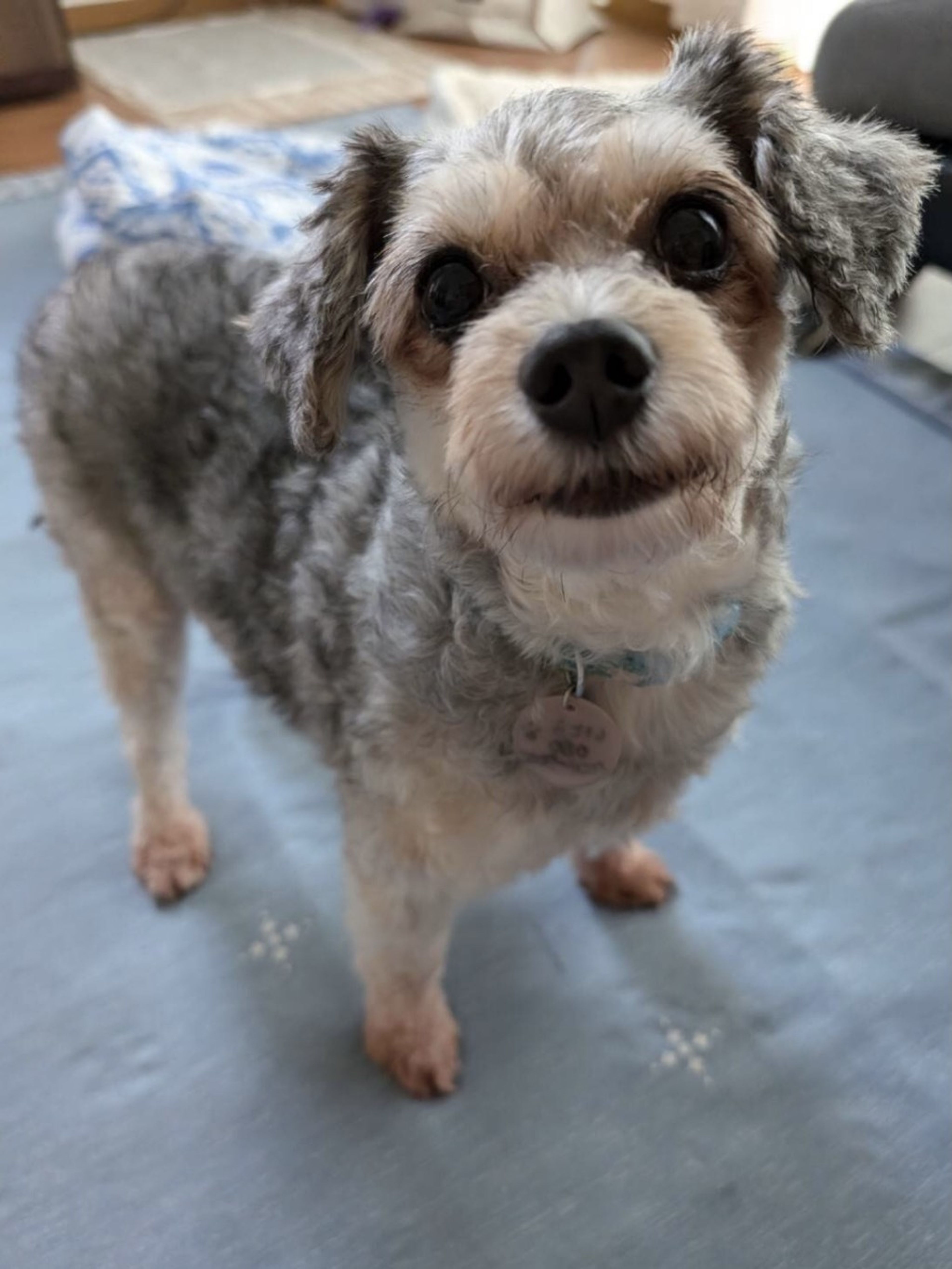 pet-image-2