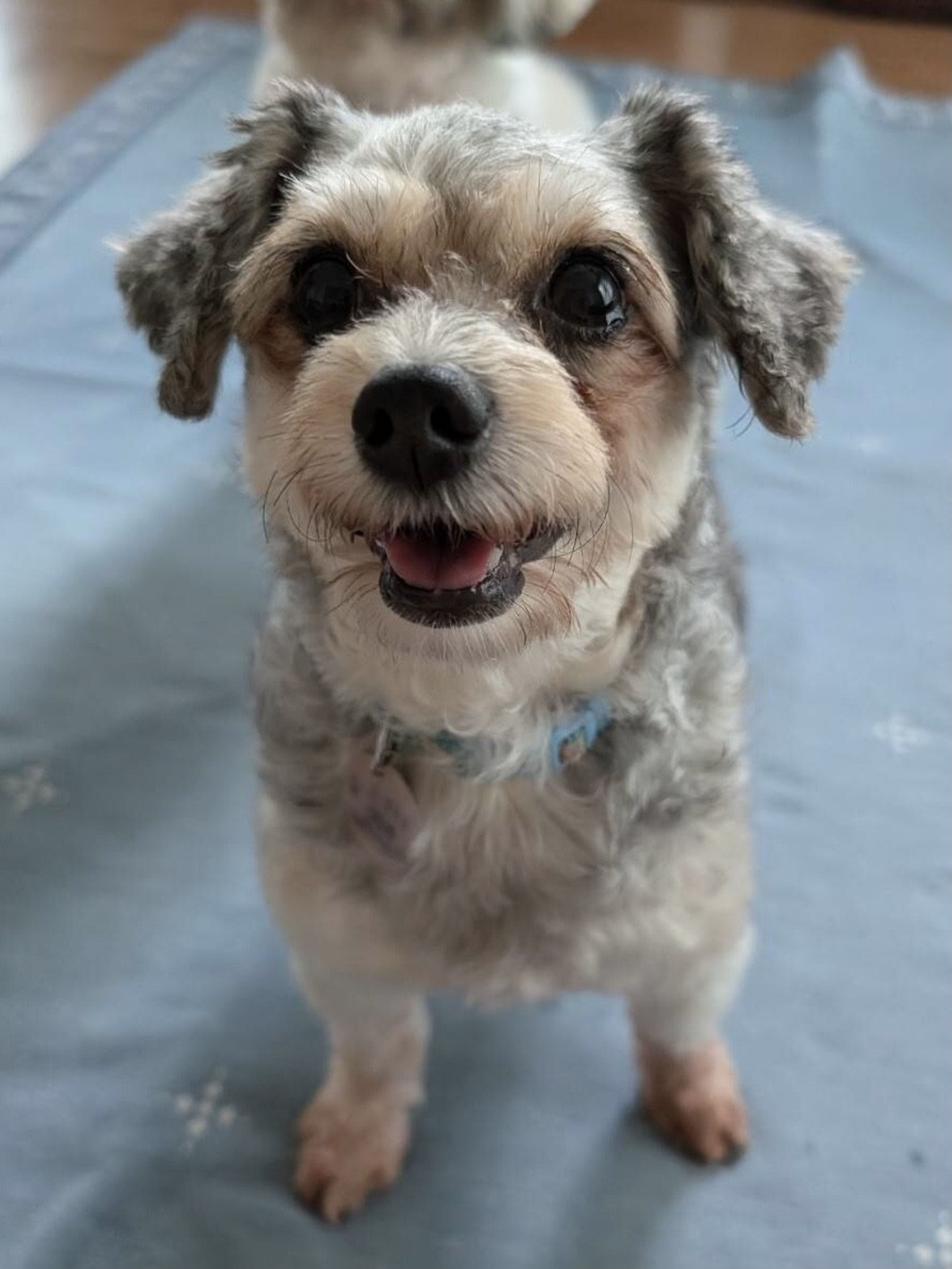 雑種（ミックス犬）・メスの里親募集の写真