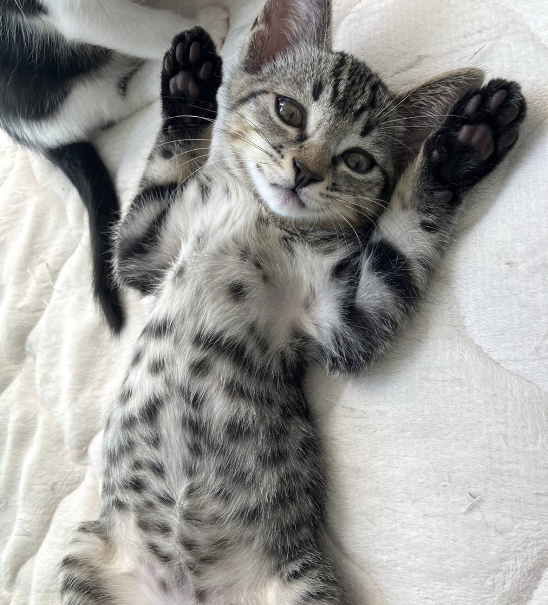 雑種（ミックス猫）・メスの里親募集の写真
