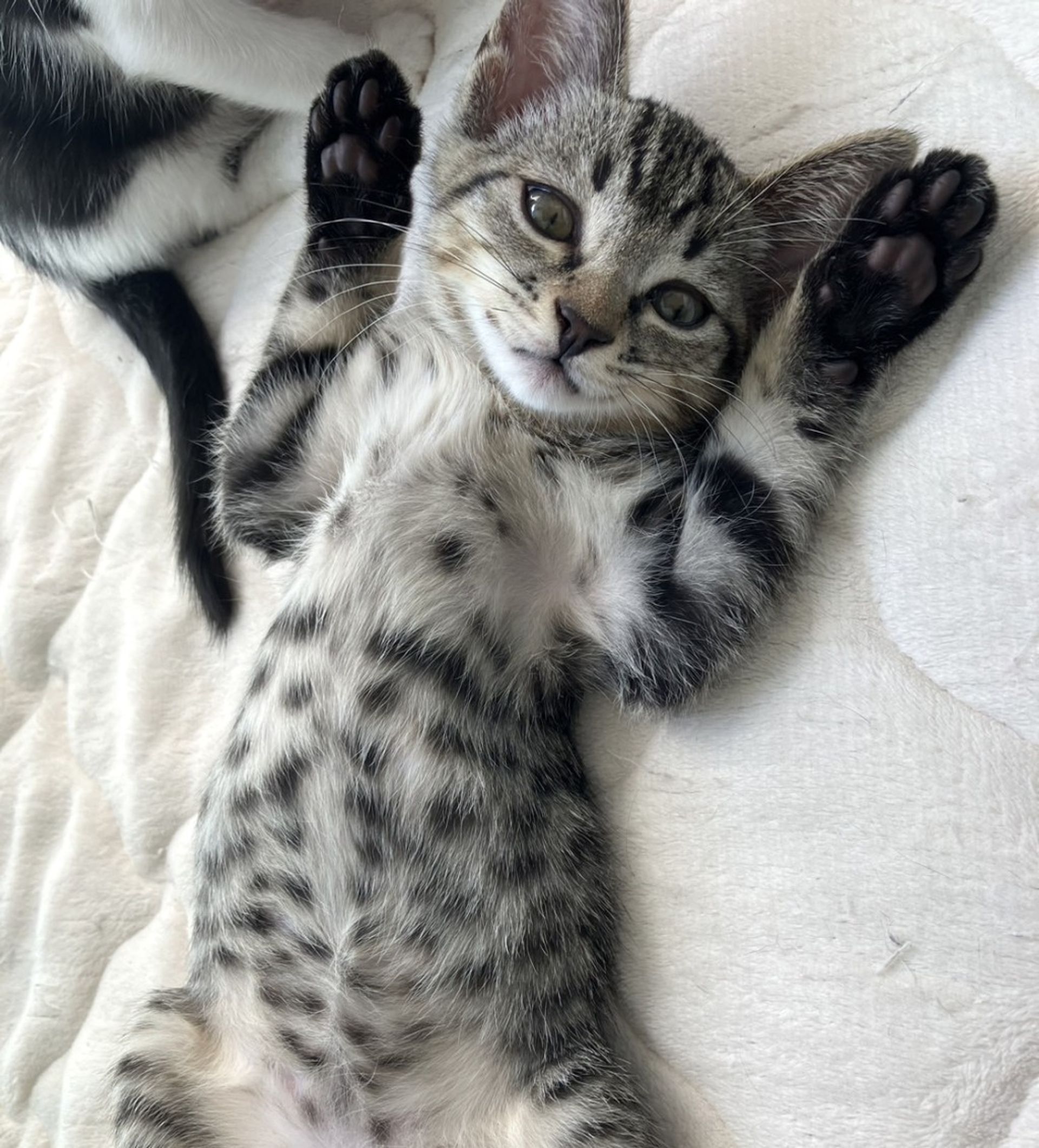 雑種（ミックス猫）・メスの里親募集の写真