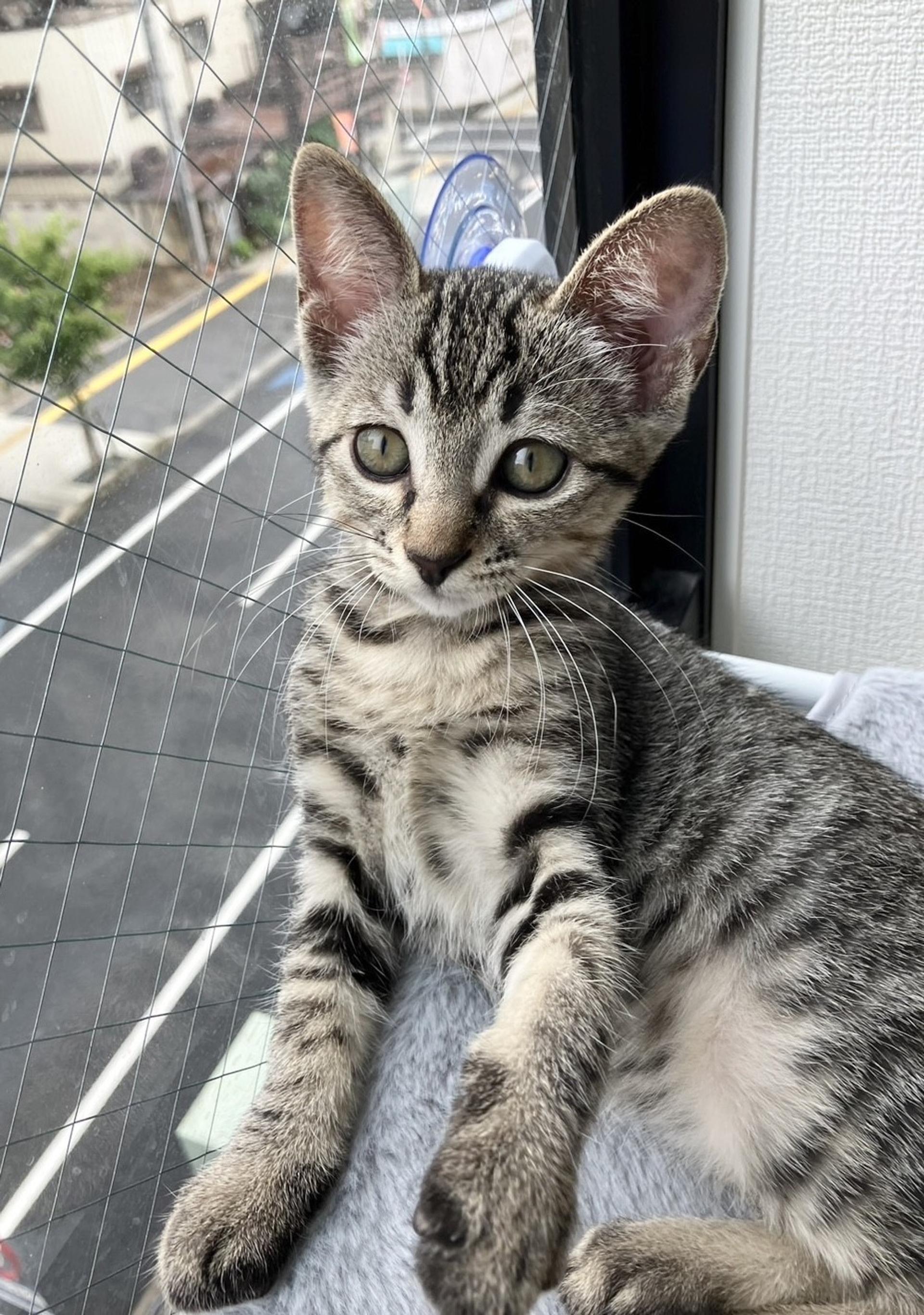 pet-image-2