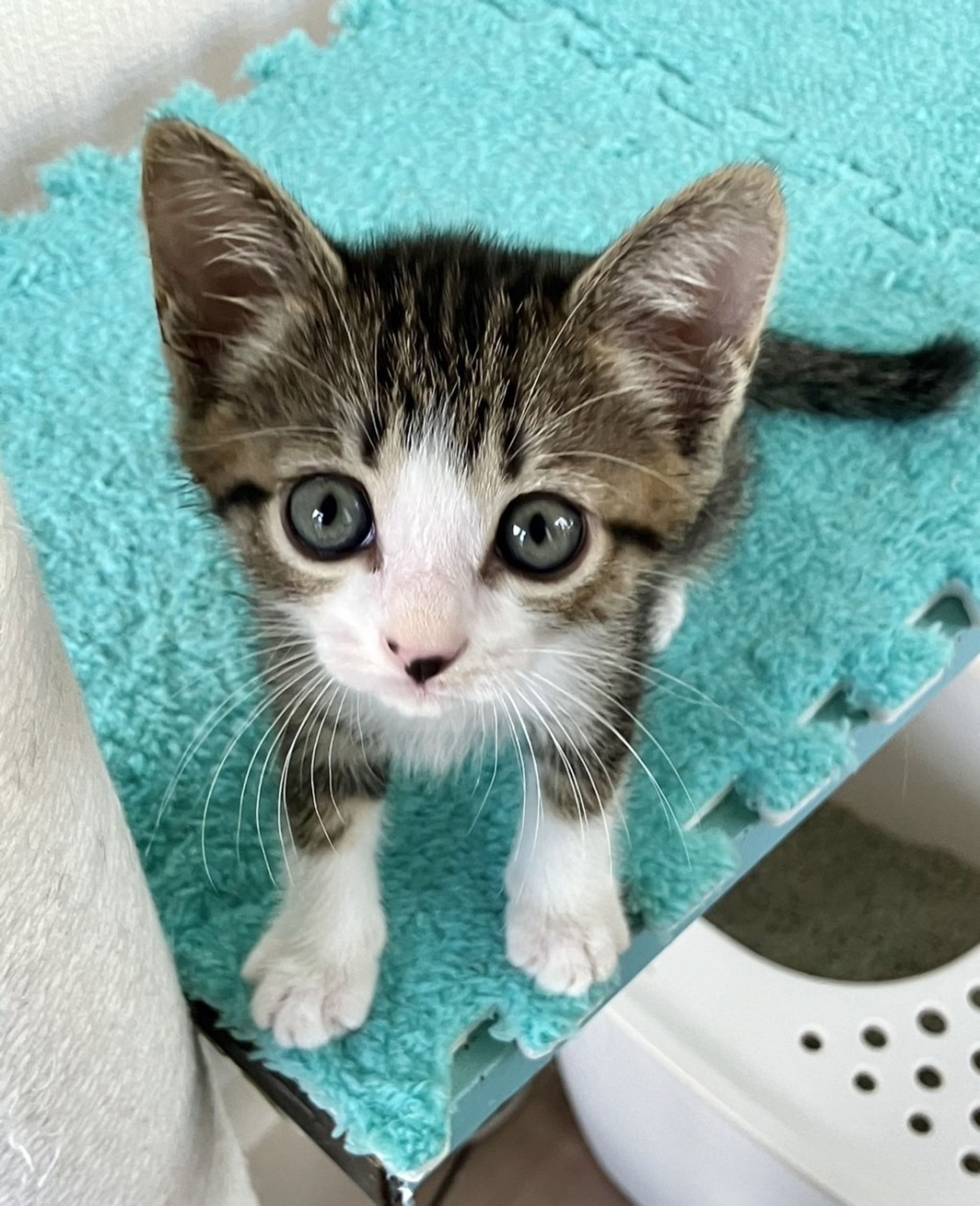 雑種（ミックス猫）・メスの里親募集の写真