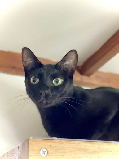 雑種（ミックス猫）・オスの里親募集の写真